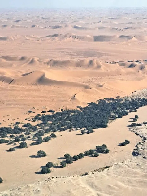 Aerial view of a treeline along a dried-out riverbed with desert dunes stretching beyond