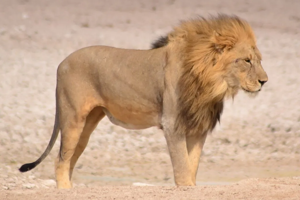 Male African lion at rest in the Namibian bush, golden mane catching the morning light