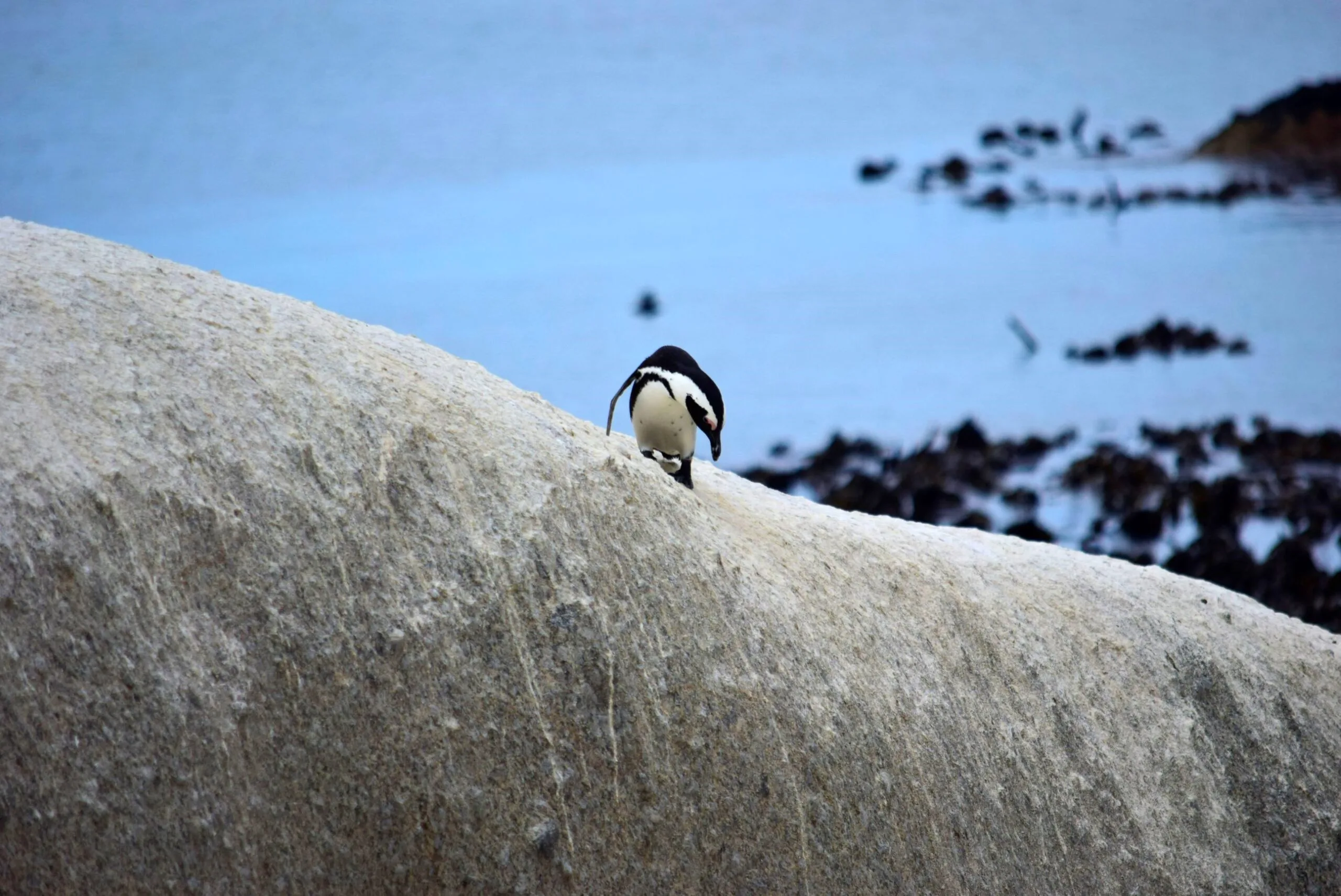 An African penguin sits alone on a granite boulder at Boulders Beach, Cape Peninsula, with dozens more penguins visible swimming in the water behind it in soft bokeh