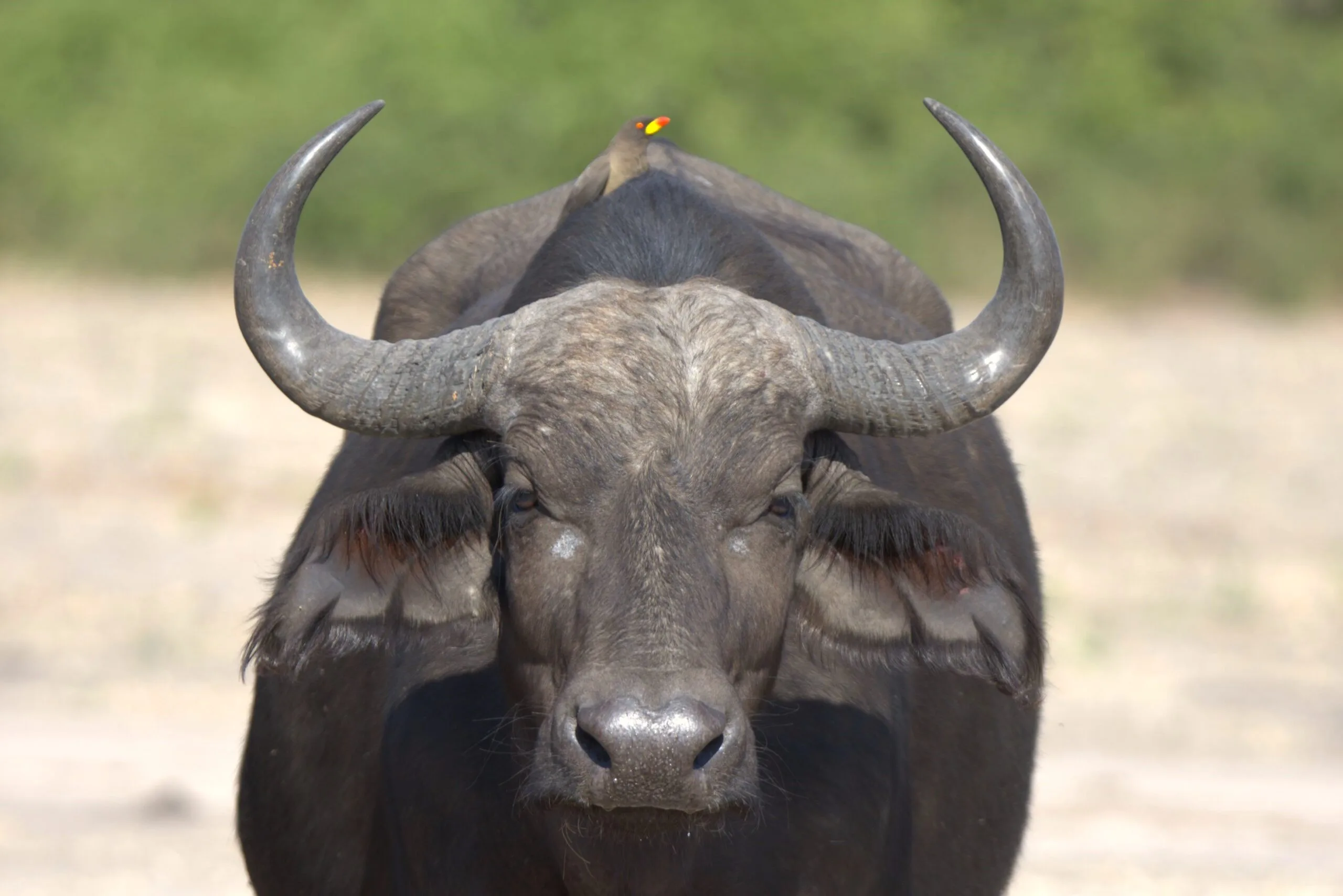 Close-up of a buffalo's head with symmetrical horns and a yellow-billed oxpecker perched on its back against soft bokeh