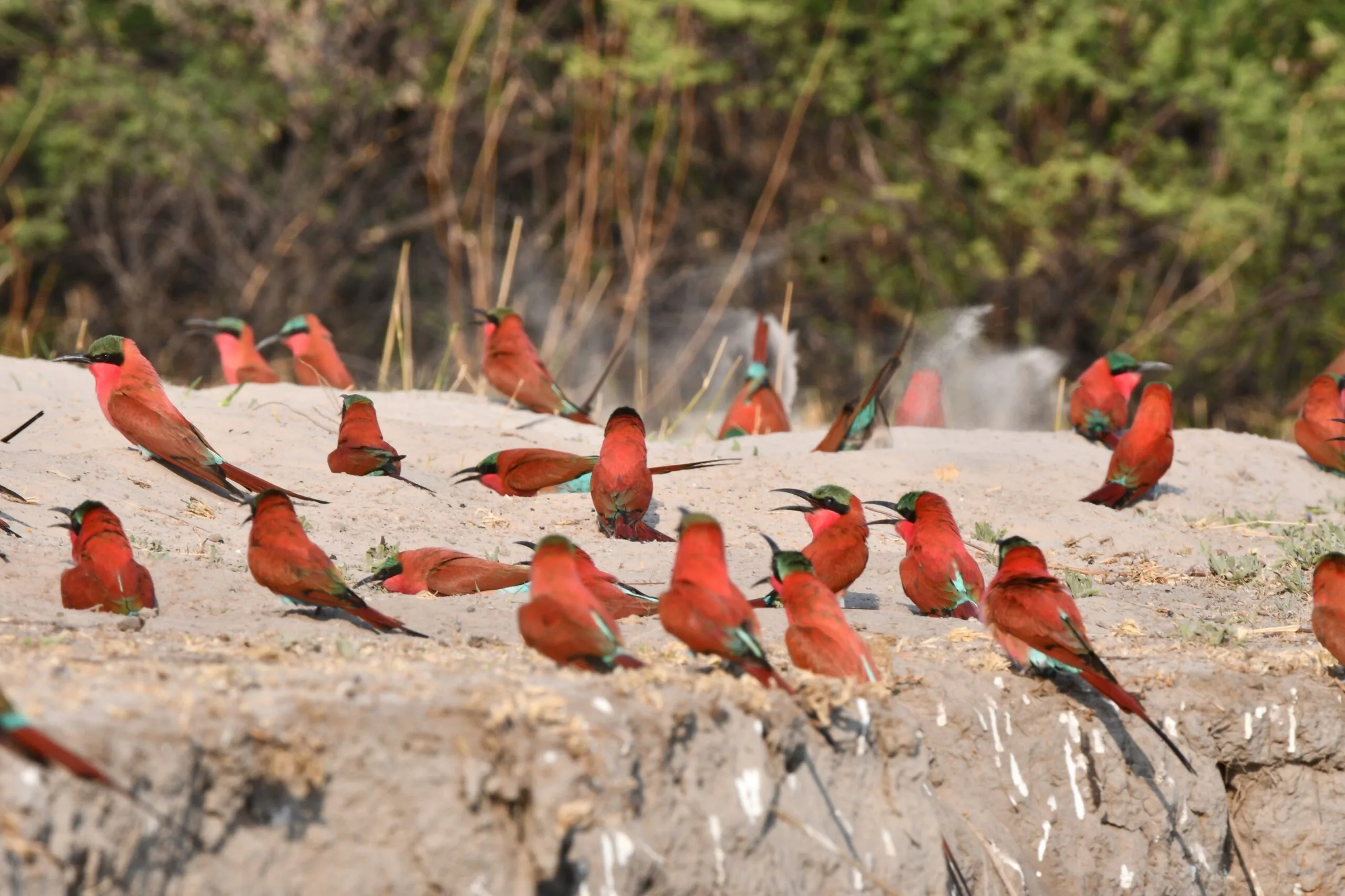 A flock of carmine bee-eaters perched together, their coral-pink plumage and green crowns vivid against the surroundings