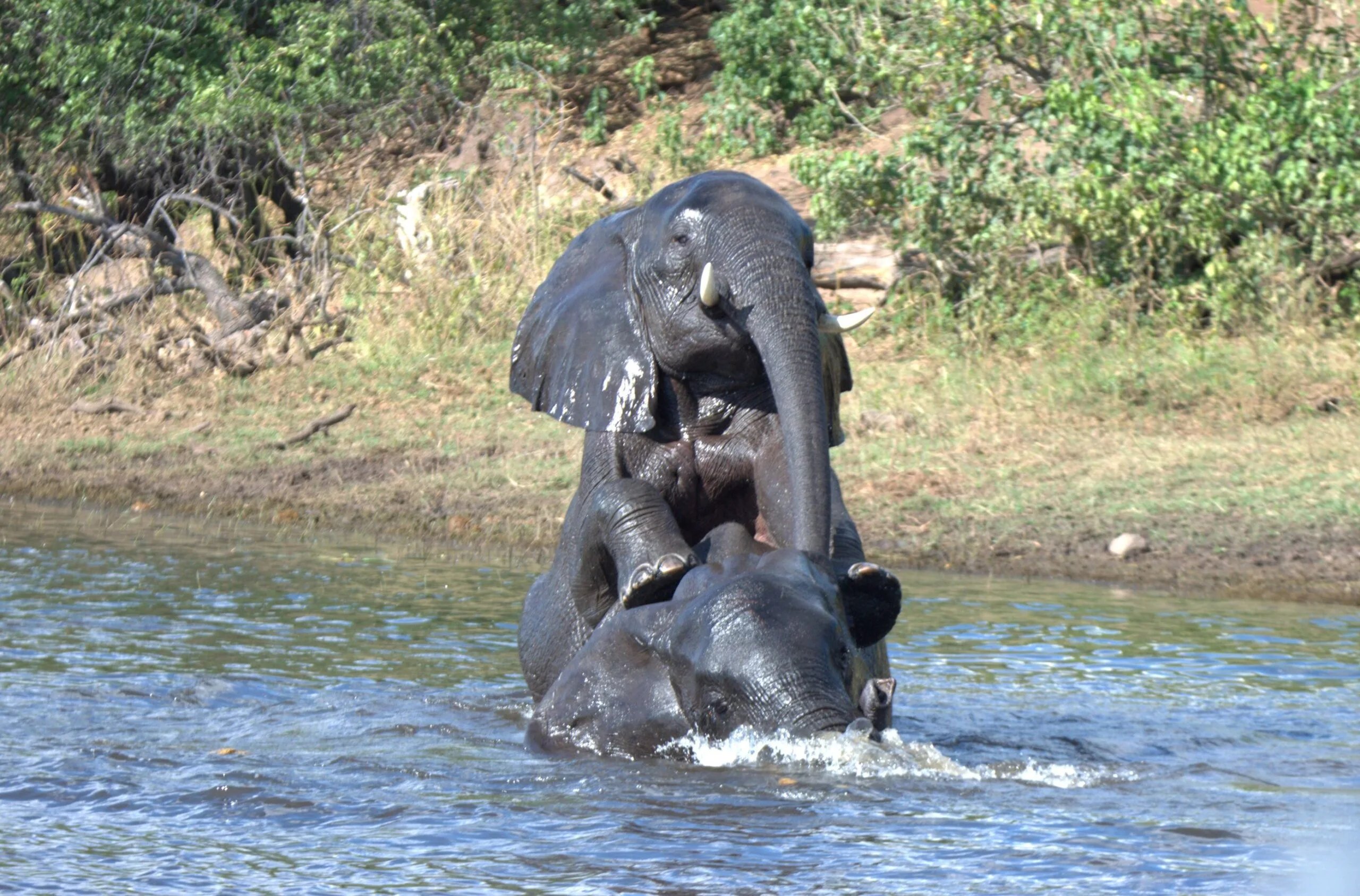 Elephants of Chobe and Beyond
