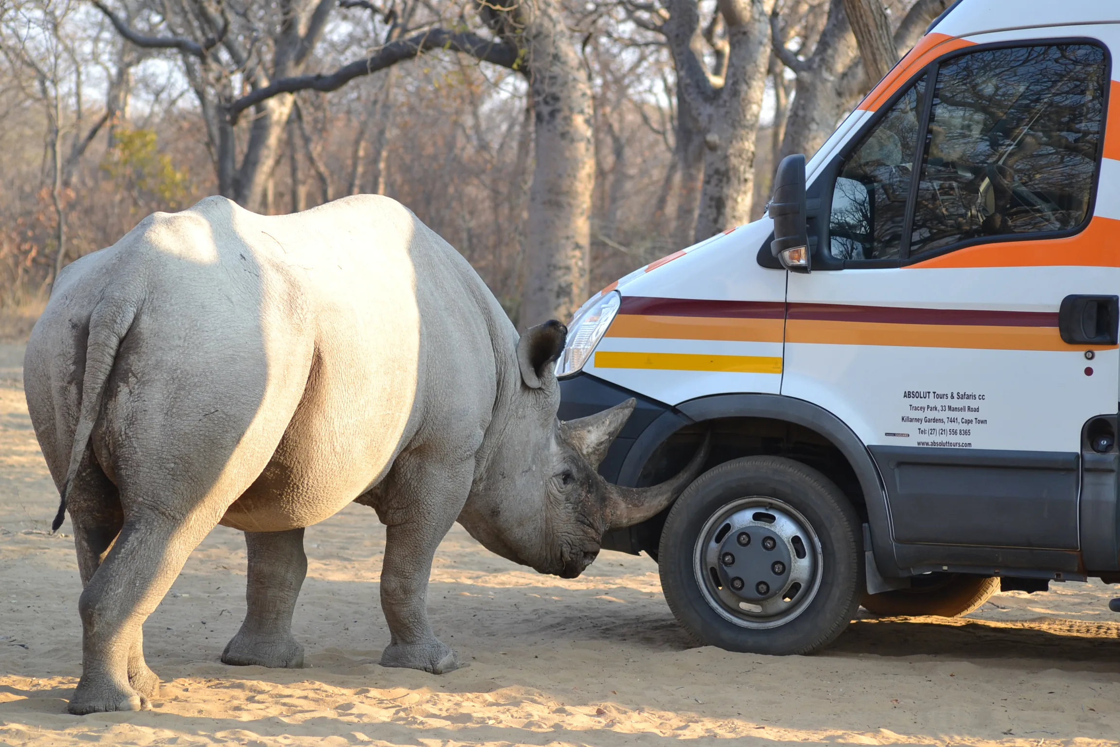 A rhino approaching a safari game-drive vehicle while tourists watch from inside