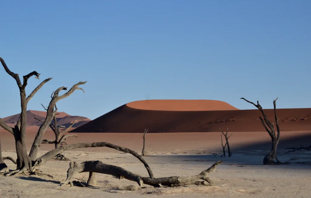 Dead camel-thorn trees traced against the sharp ridgeline of Sossusvlei's dunes at first light
