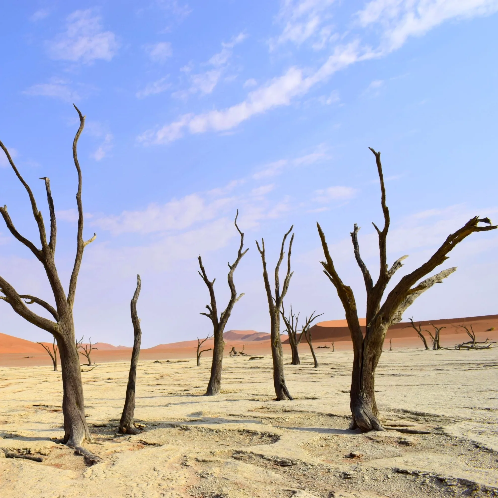 Dead camel thorn trees standing in the white clay pan of Deadvlei, with towering orange-red dunes behind