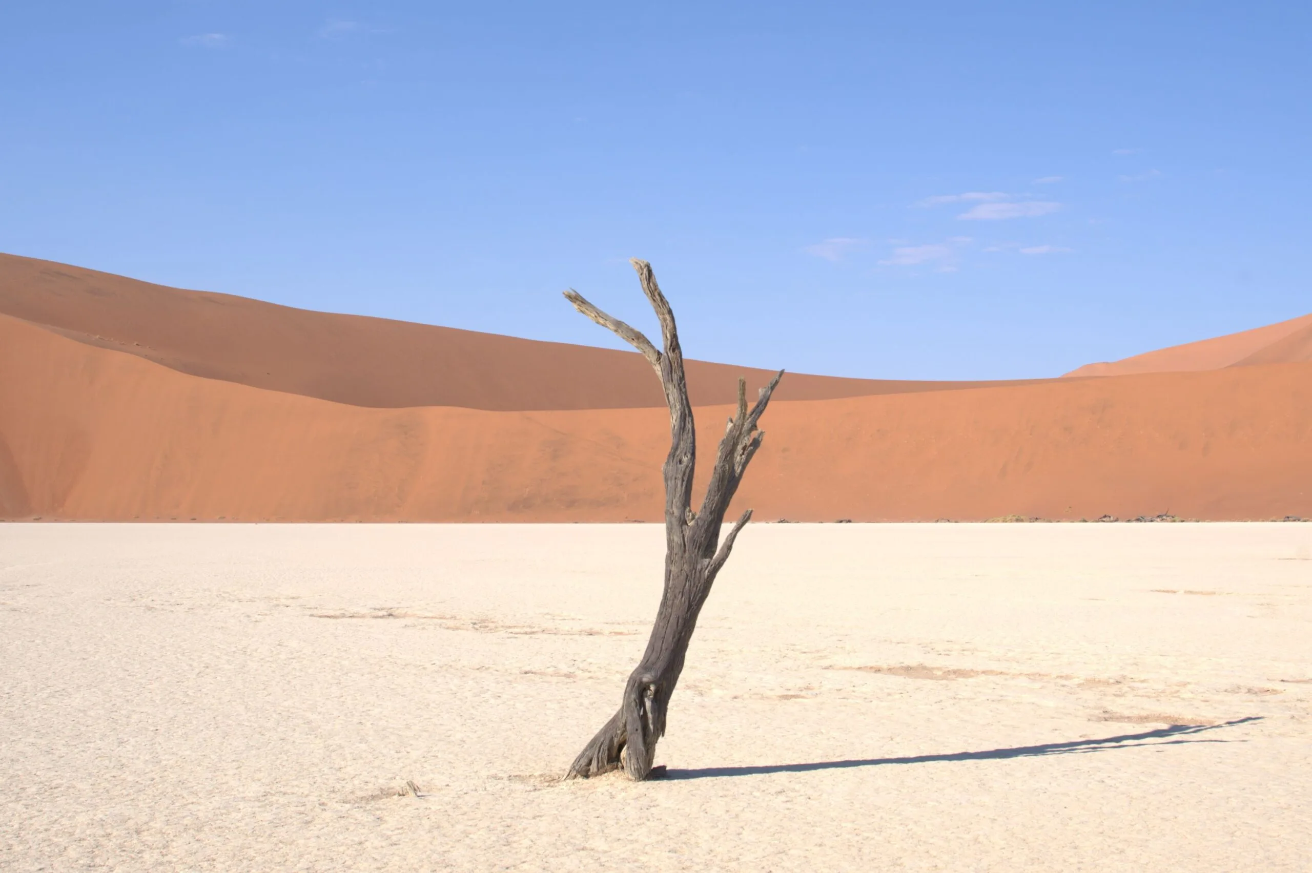 A single blackened dead tree standing against the orange dune face and brilliant blue sky