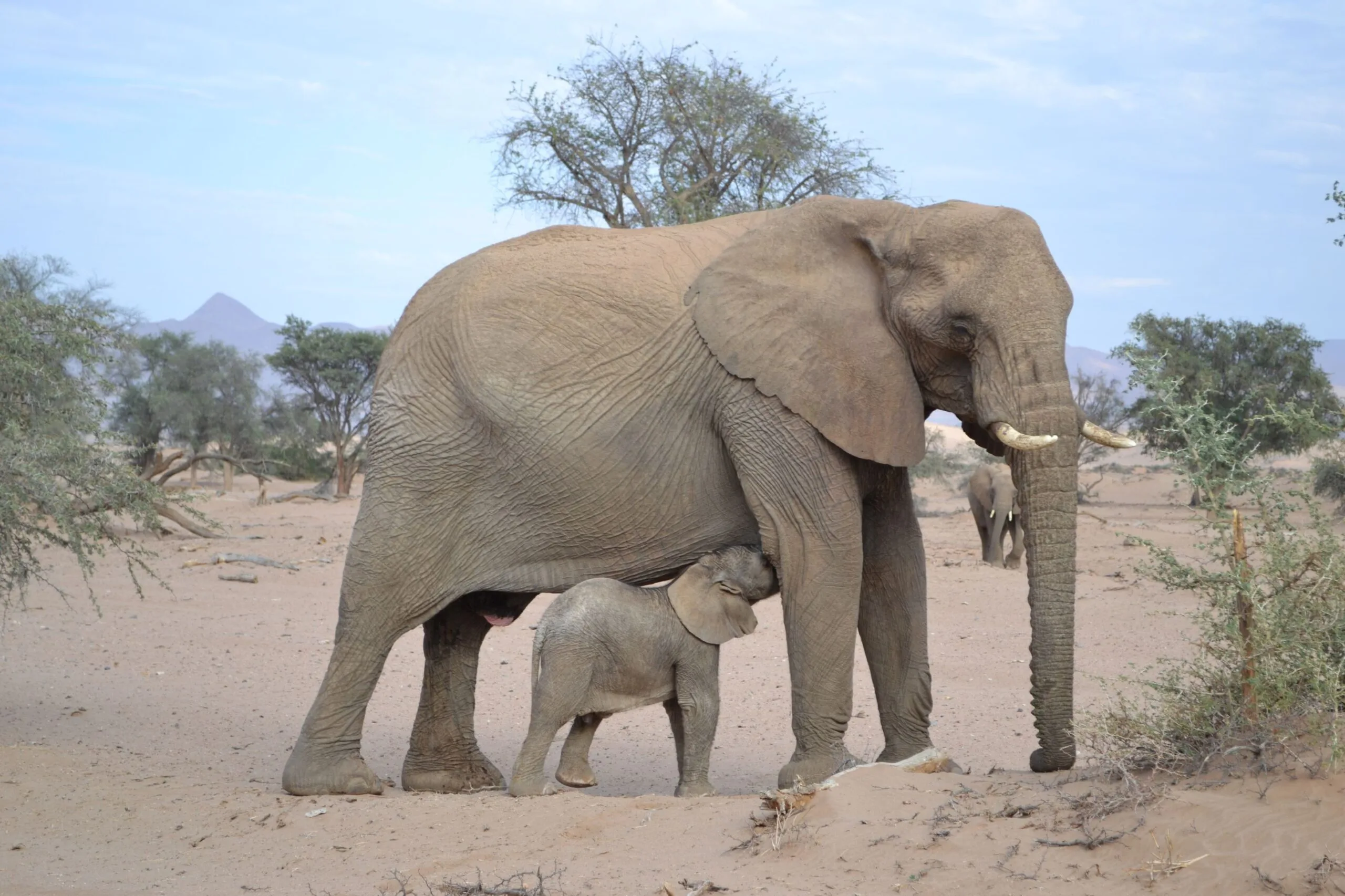 Desert Elephants of the Kunene