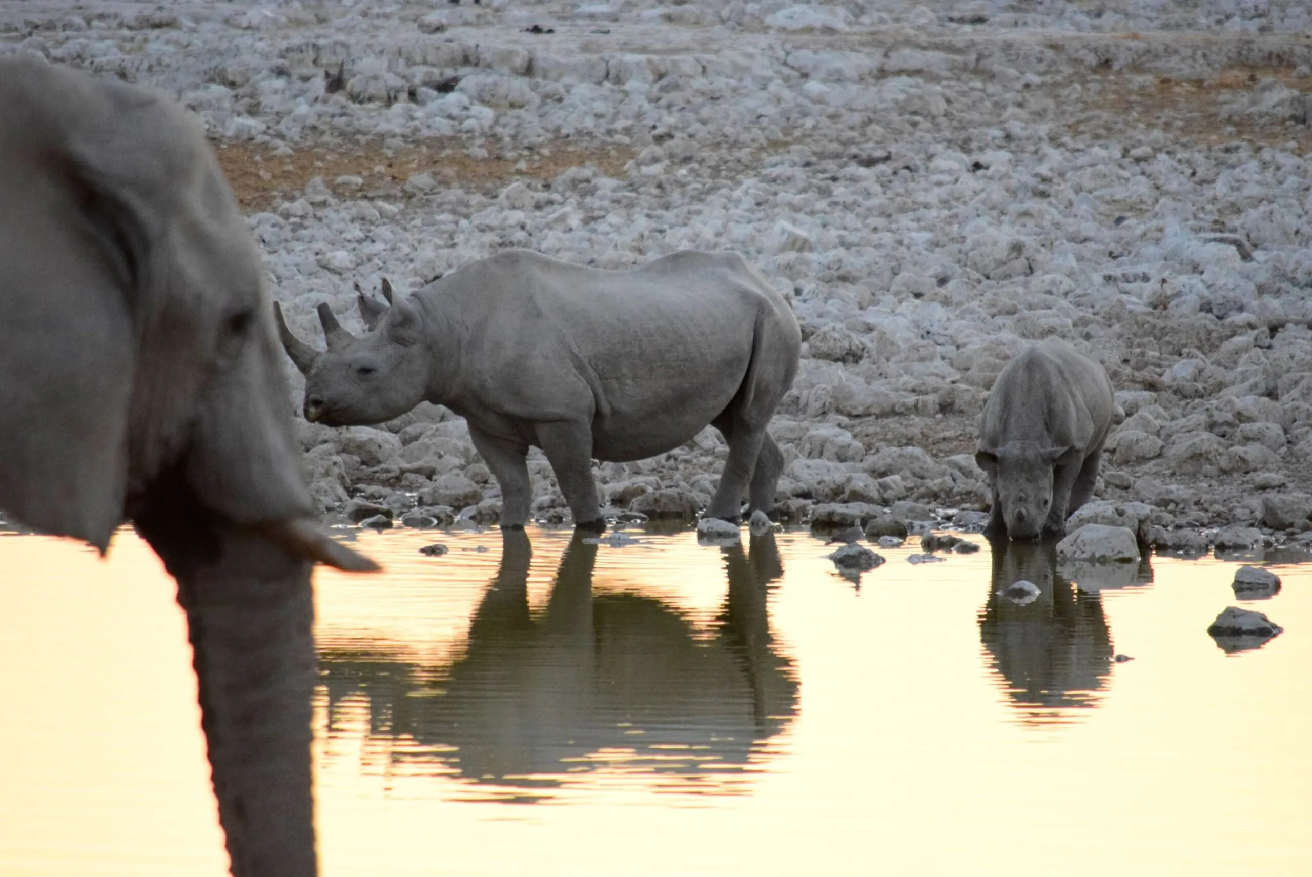 An elephant's head on the near side of a waterhole while a mother hippo and calf drink from the opposite bank