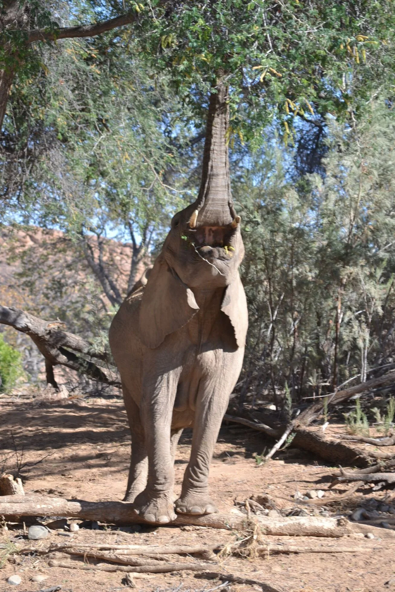 Desert elephant reaching up into leafy green tree branches in the Kunene