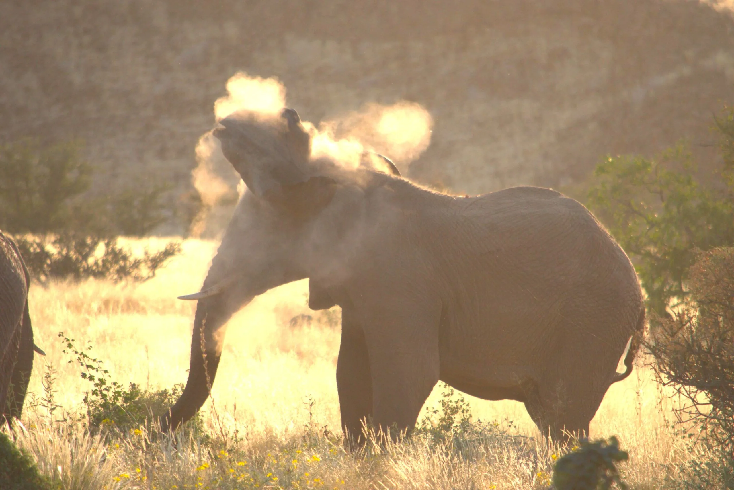 Elephant shaking its head in a cloud of sand, golden grass and green bush in the morning light