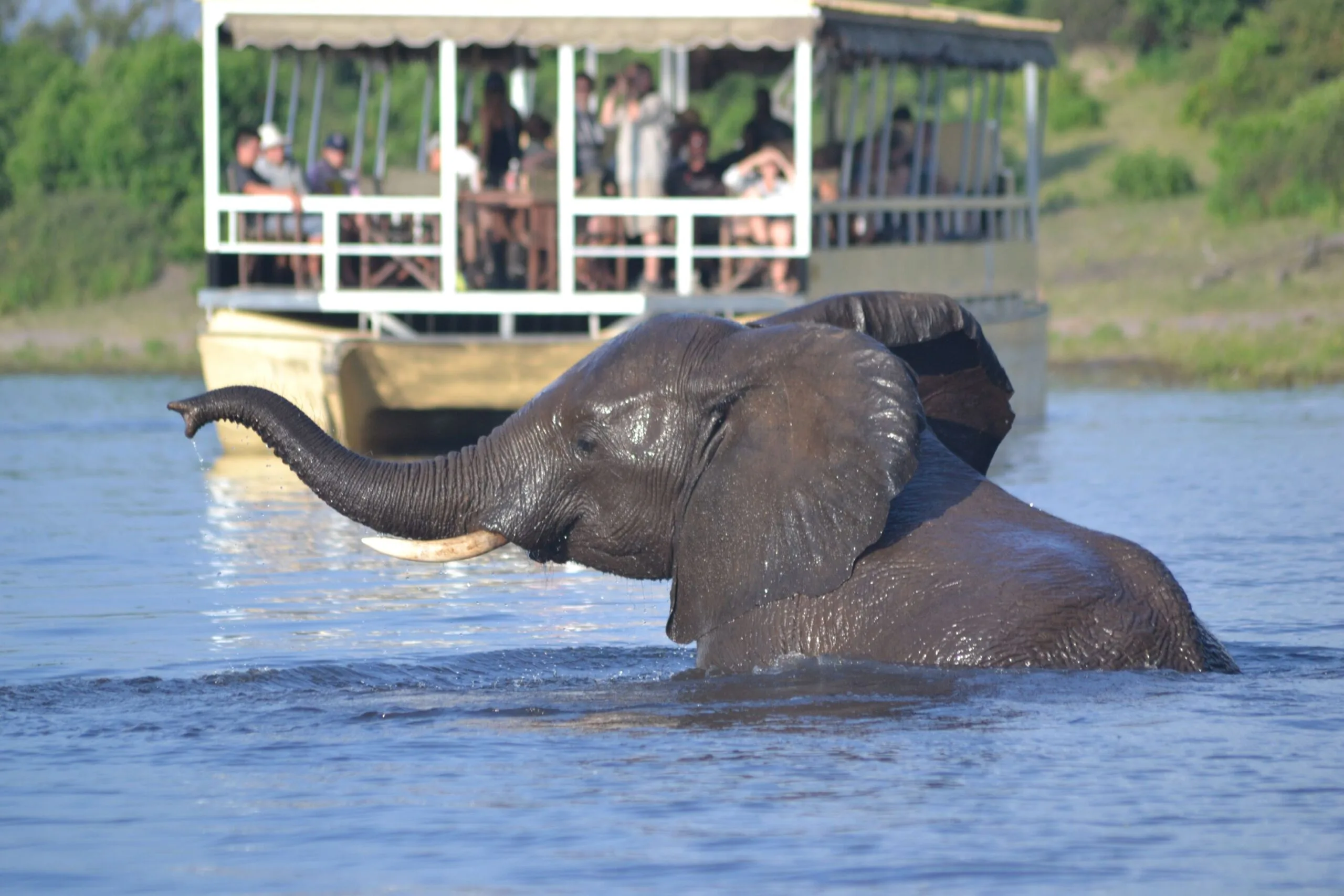Elephant swimming across the Chobe River past a tourist ferry boat