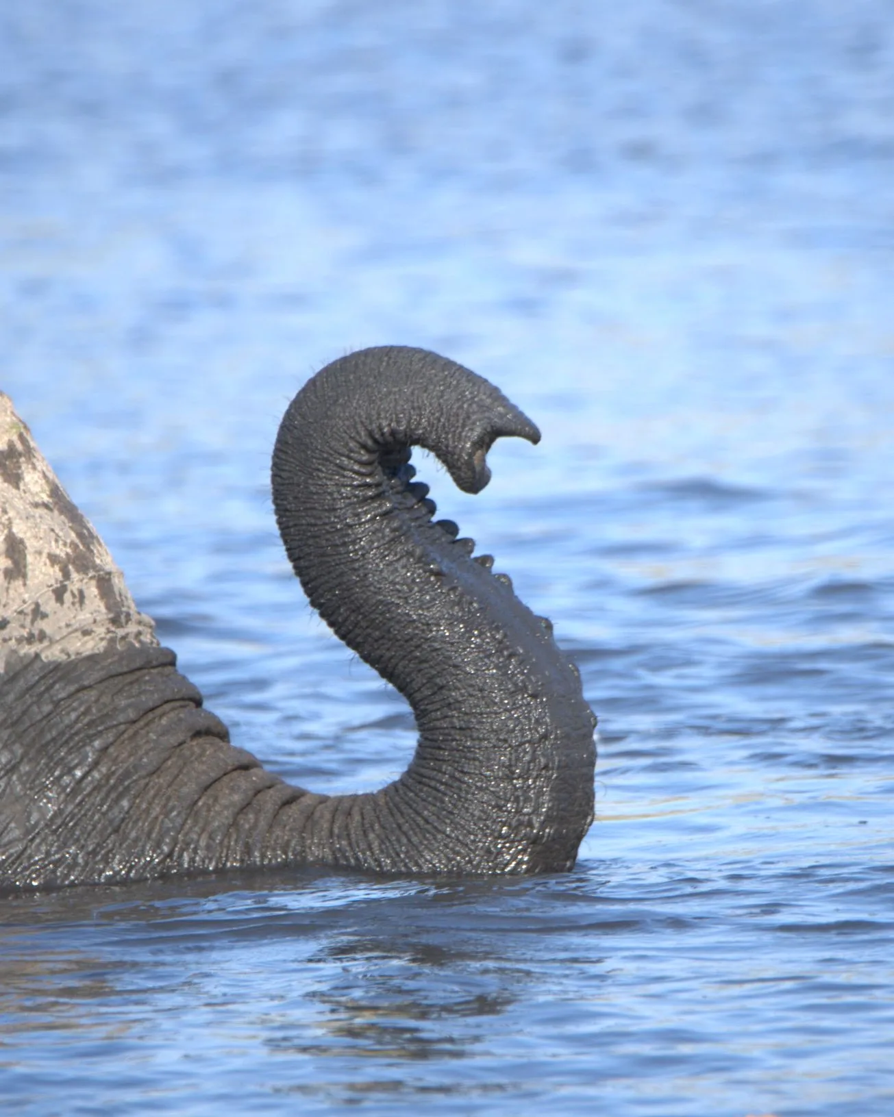 A close-up of a wet elephant trunk rising up out of the water