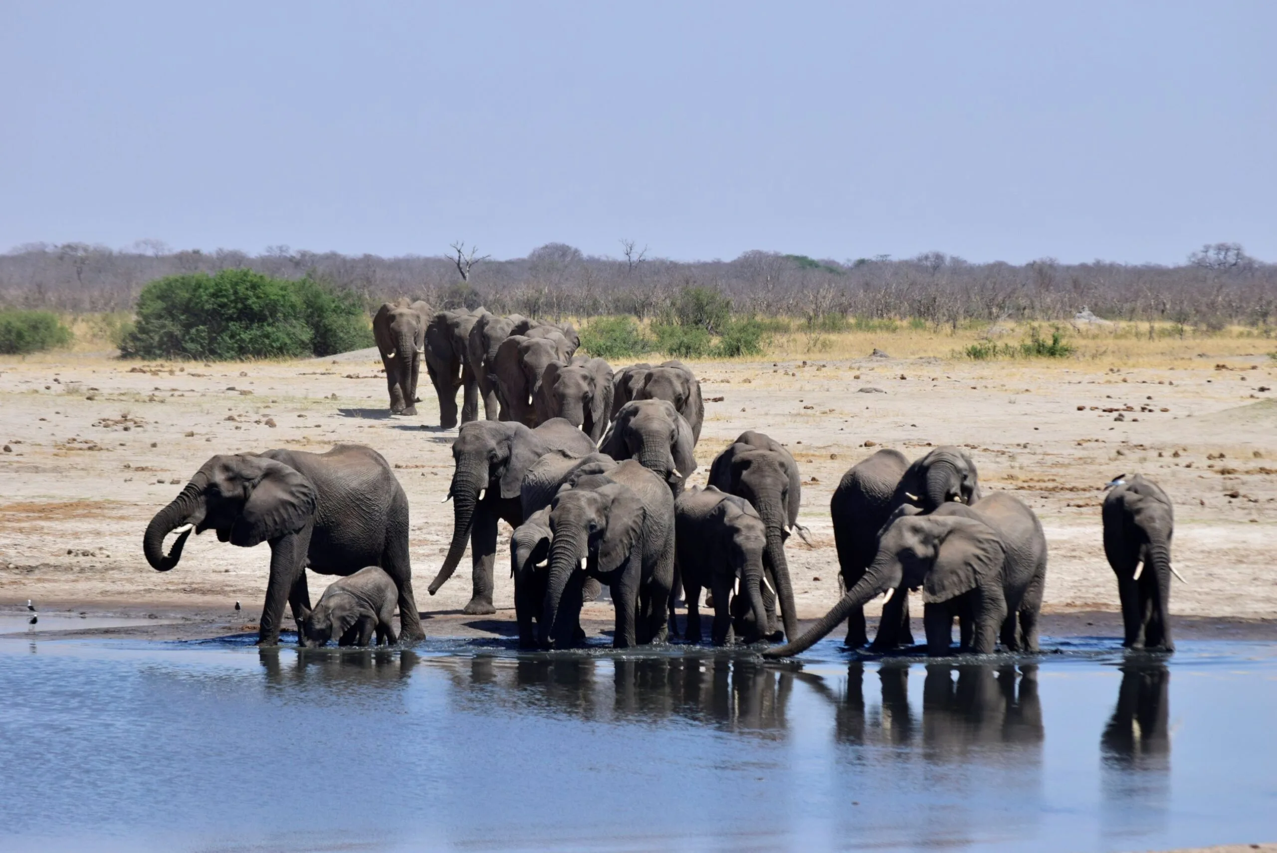 Desert elephant at a waterhole in the Kunene region
