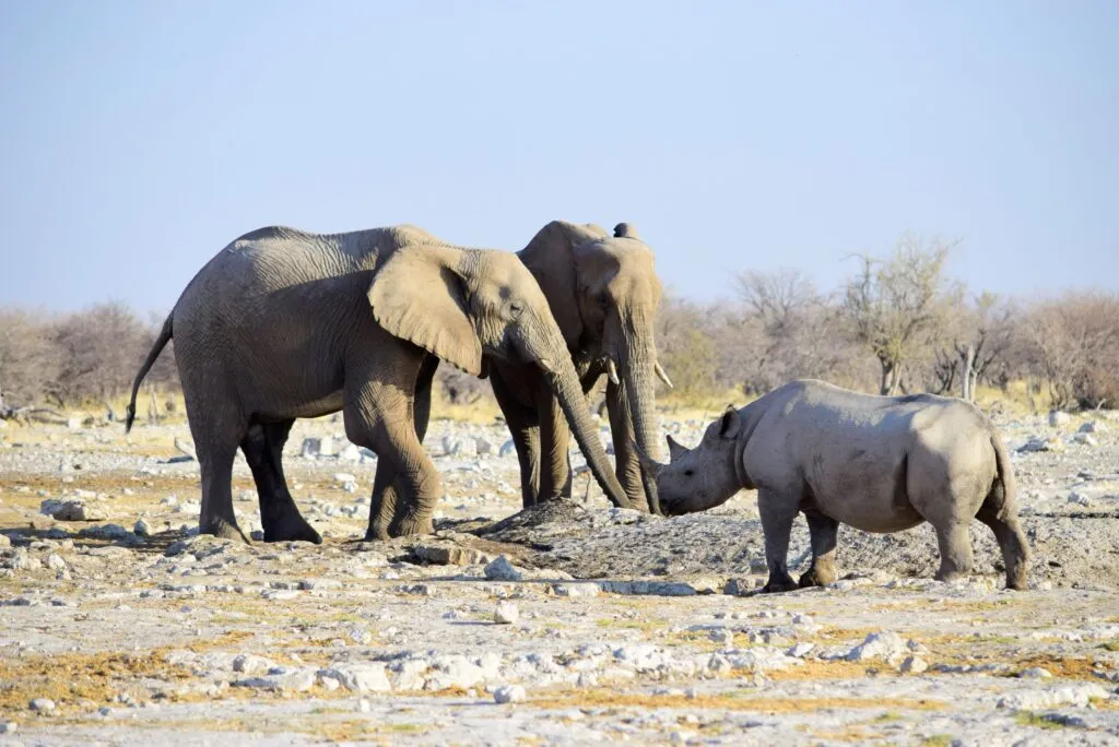 Elephants and a white rhino interacting on the Namibian savannah