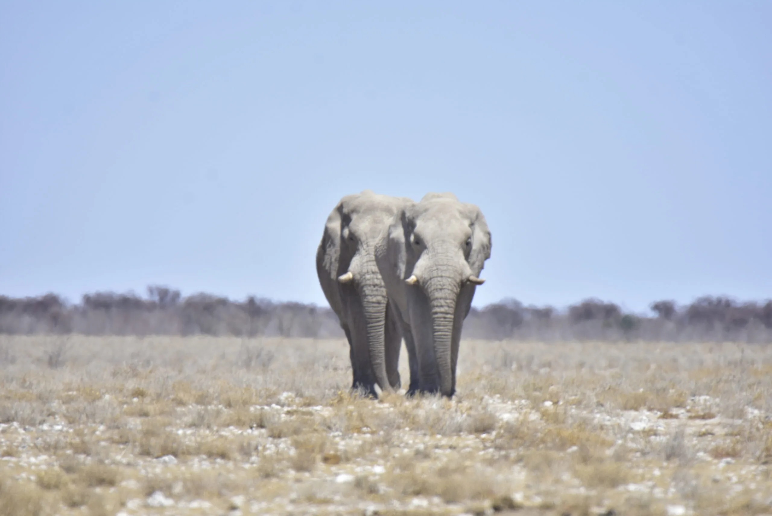 Two elephants walking in single file across the Etosha savannah towards the camera