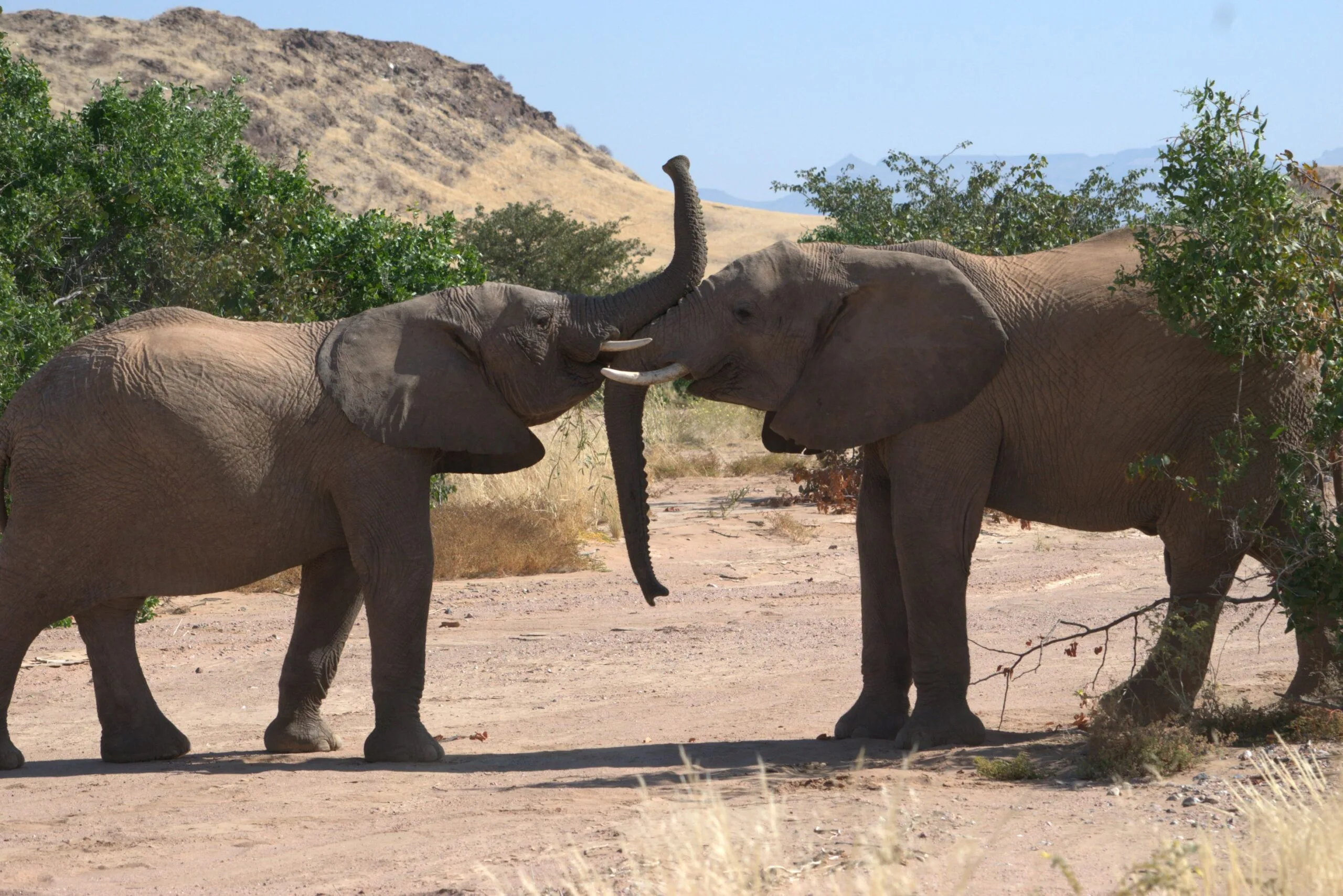 Two elephants face to face, trunks touching — one raised, one lowered