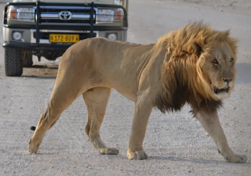 Mature male lion walking on the Etosha savannah with a Land Cruiser safari vehicle in the background