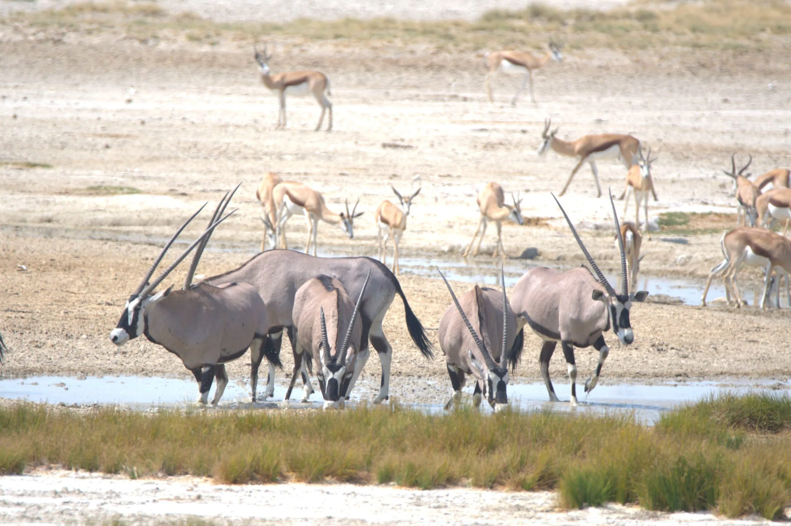 A herd of oryx drinking the last water from the Etosha Pan while springbok do the same in the background