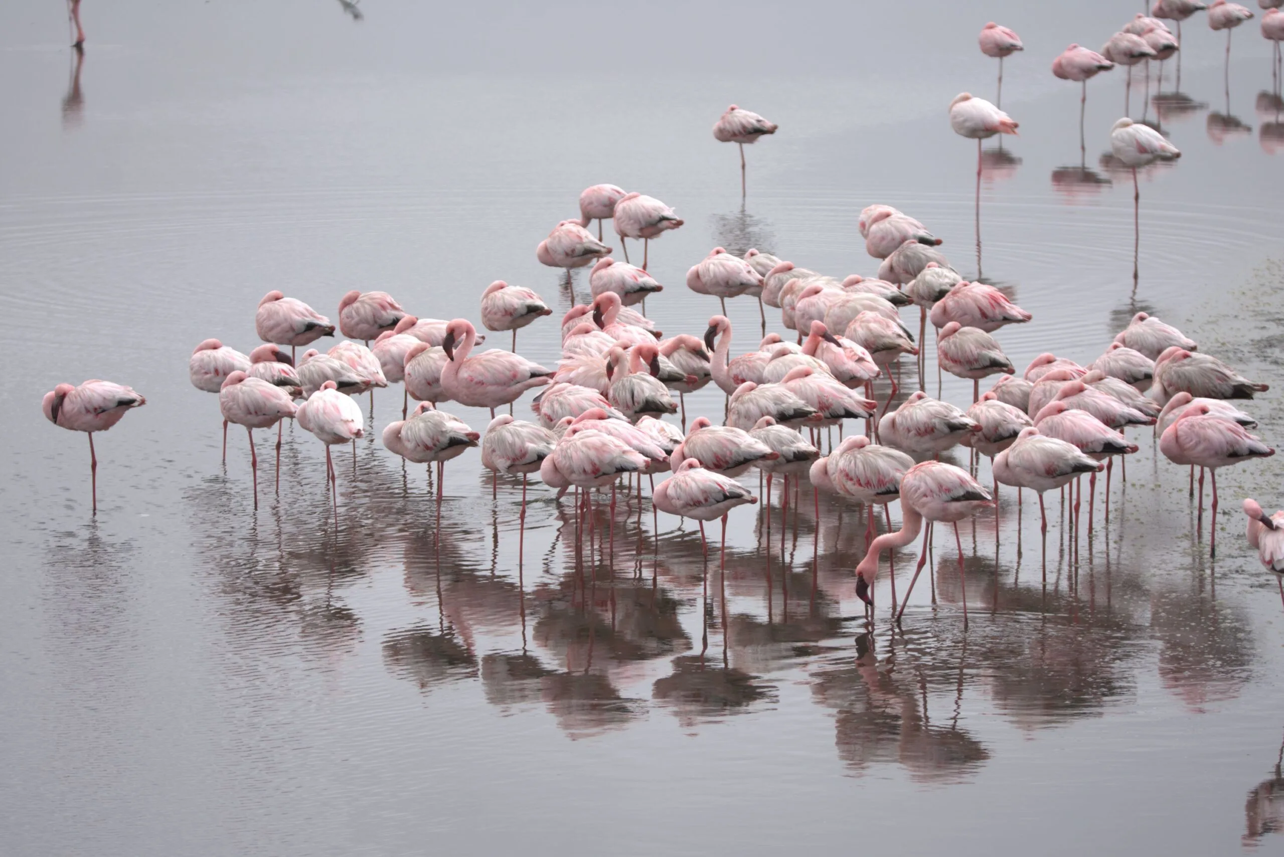 Pink flamingos wading in the shallow waters of the Walvis Bay lagoon