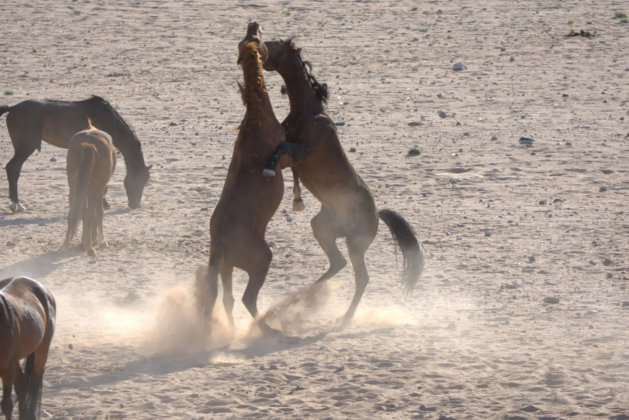 Two Garub desert stallions rearing up on their hind legs in a fighting display