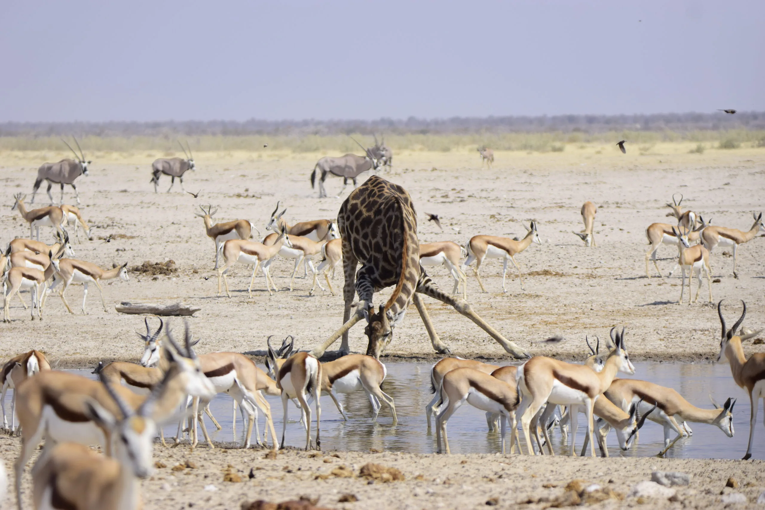 Giraffe drinking at a waterhole with springbok grazing nearby, legs splayed wide
