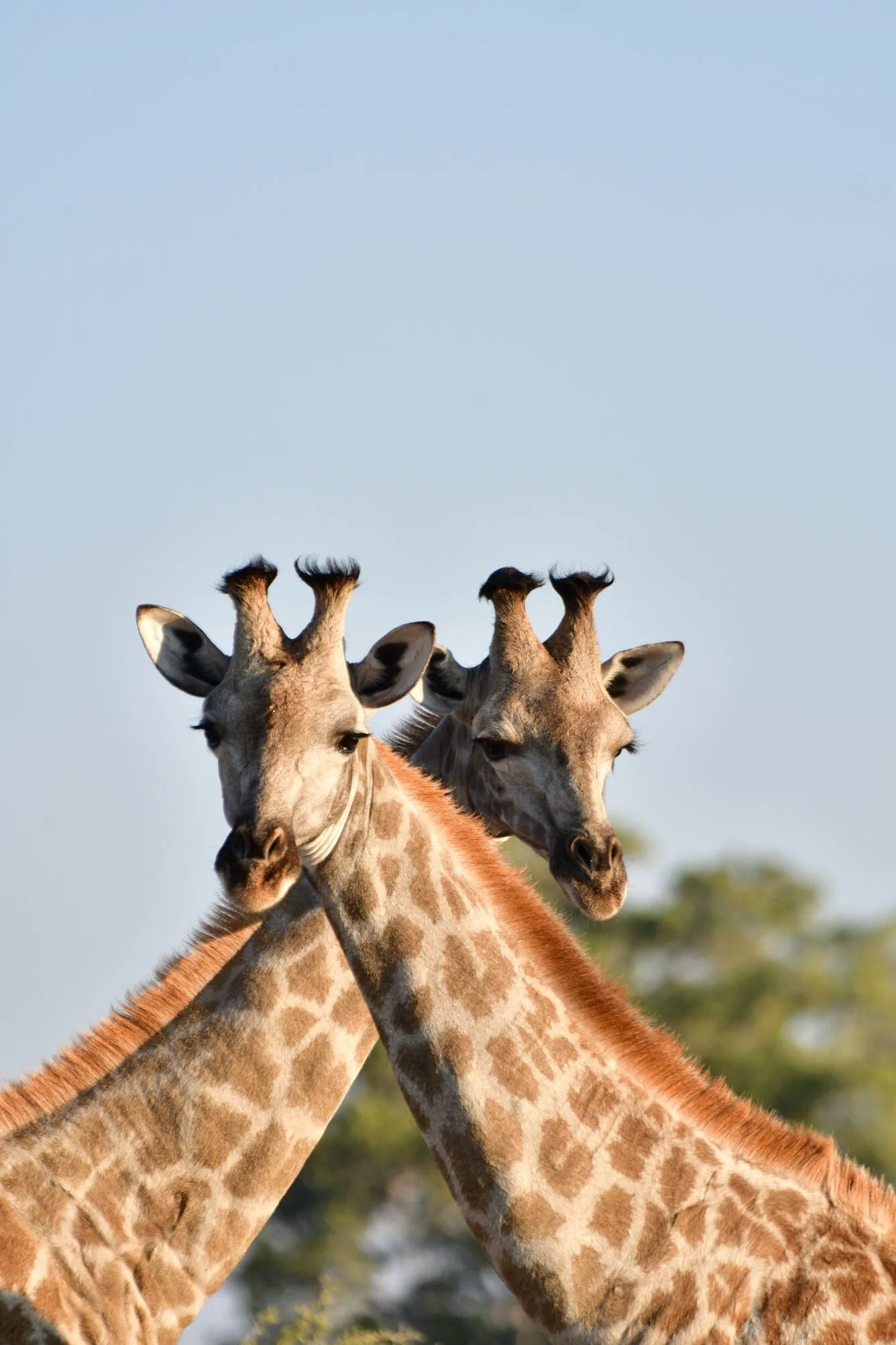 The Giraffe — Africa's Tallest Story