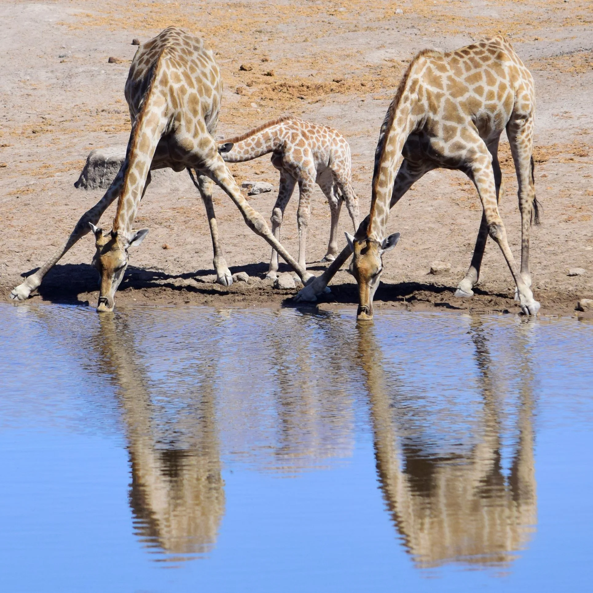 Mother and baby giraffe at a waterhole, calf nursing while mother keeps watch