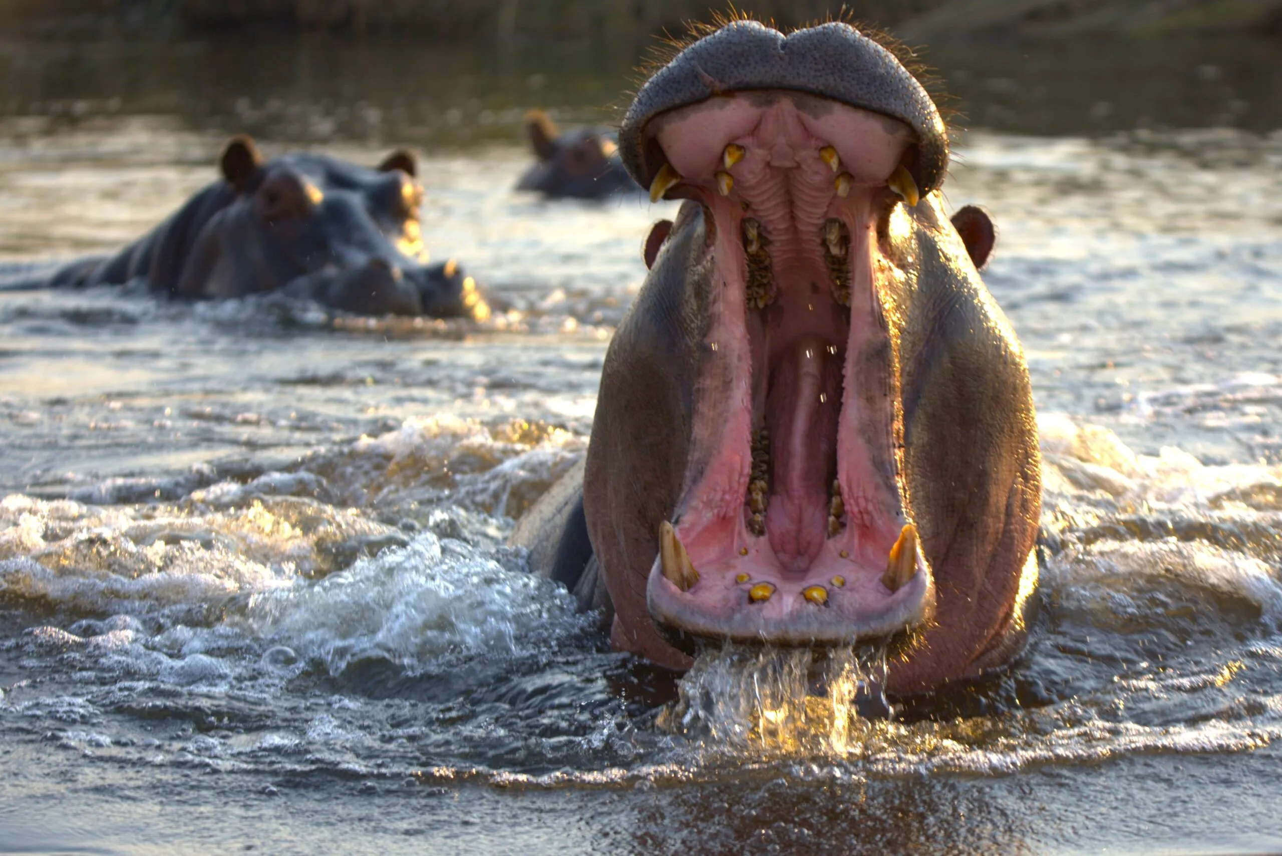 Hippopotamus charging explosively out of water with mouth wide open