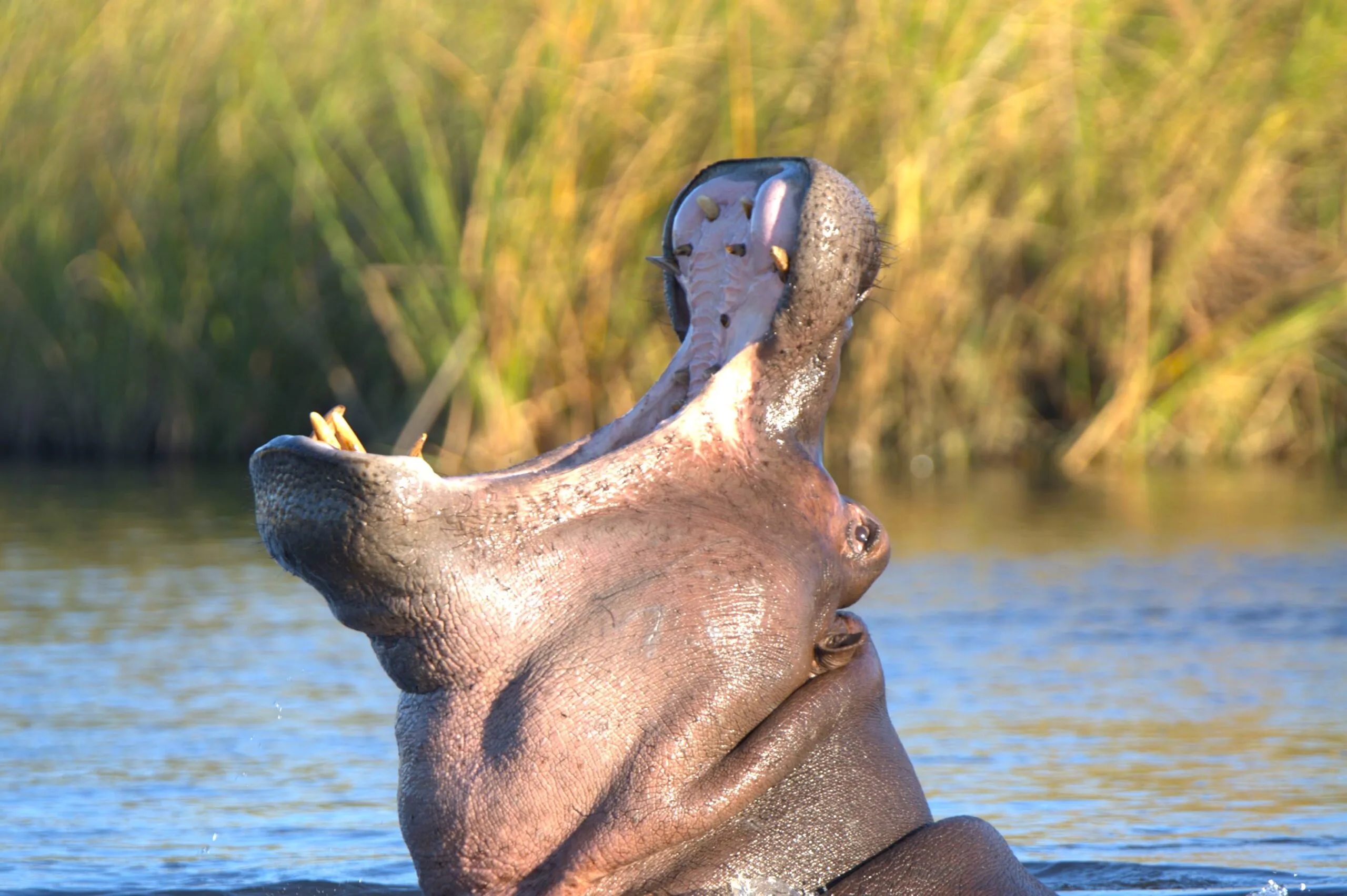 A hippo raising its head out of the water with its mouth wide open