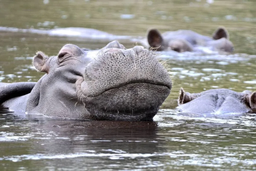 Hippos suspended underwater in clear river water, visible from below
