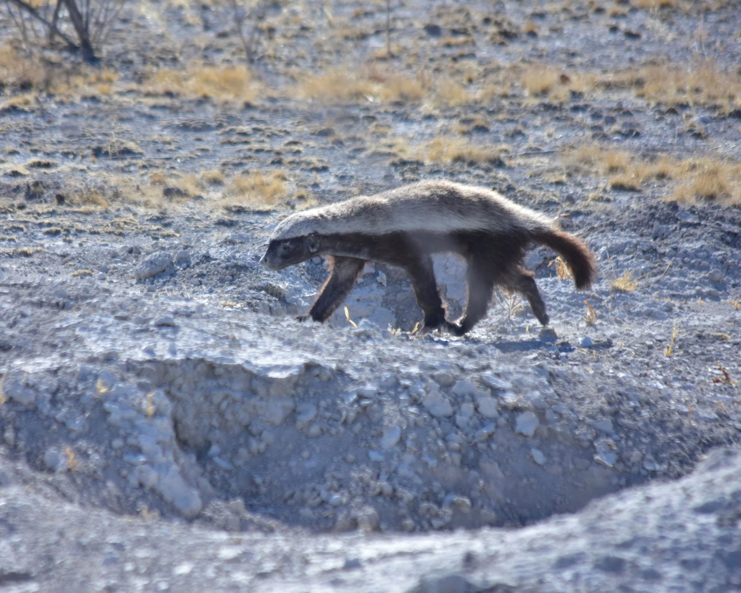 Honey badger foraging on the ground, powerful claws working through the soil