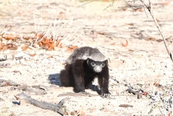 The Honey Badger — Namibia's Most Fearless Animal