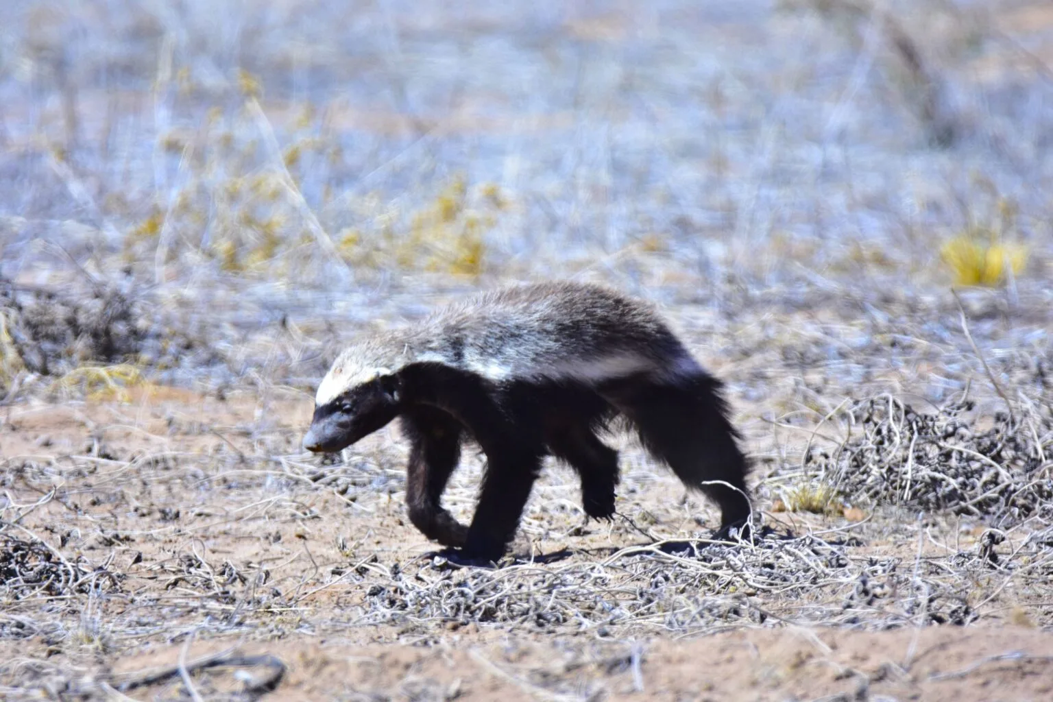 Honey badger in its natural Namibian habitat