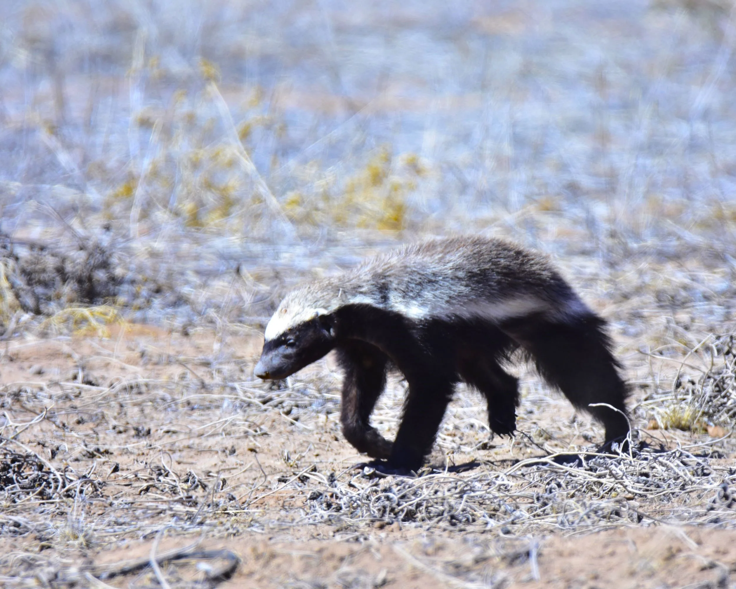Honey badger close-up portrait showing the distinctive black and white cape