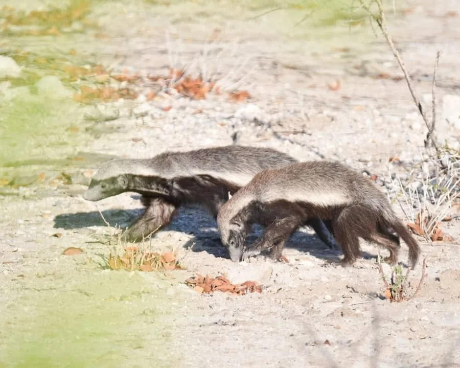Two honey badgers walking together across the Namibian bush