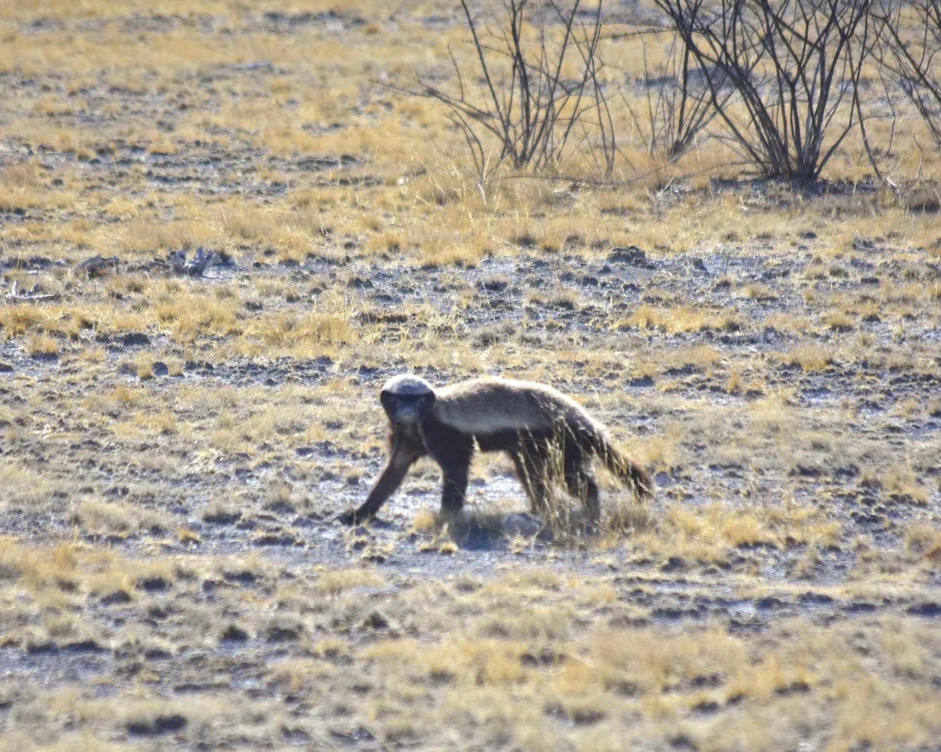 Honey badger exploring rocky terrain, alert and purposeful