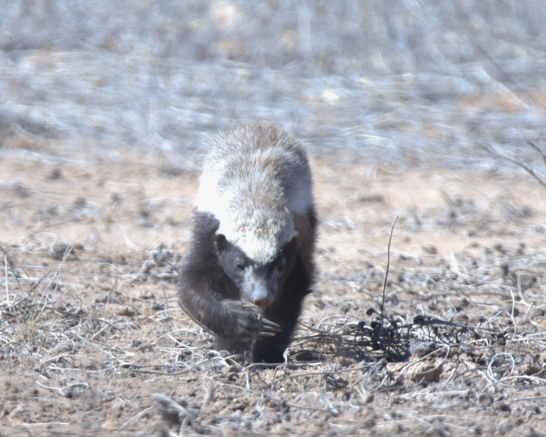 Honey badger moving through its natural scrub habitat