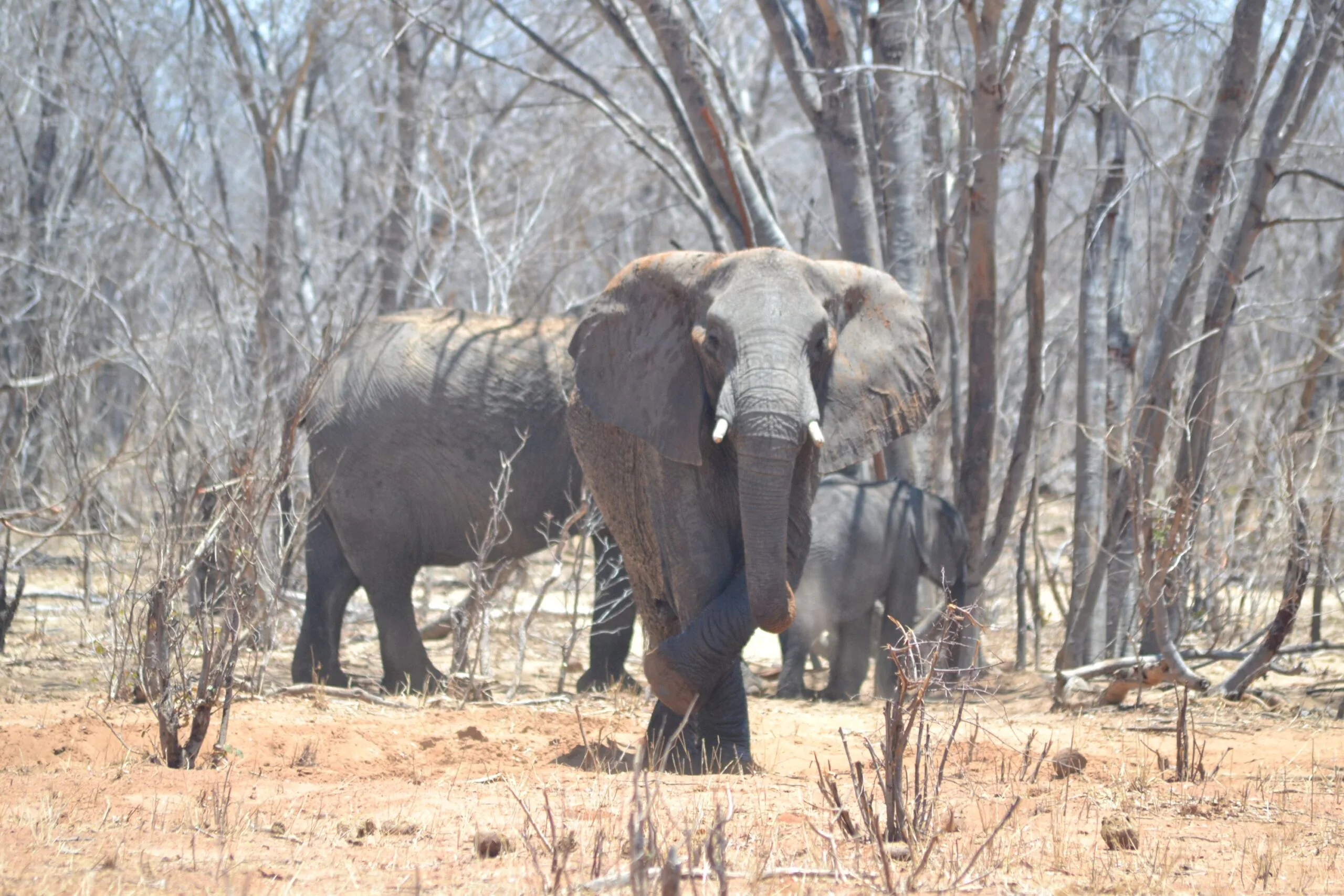 Large solitary bull elephant standing in the dry mopane woodland of Hwange