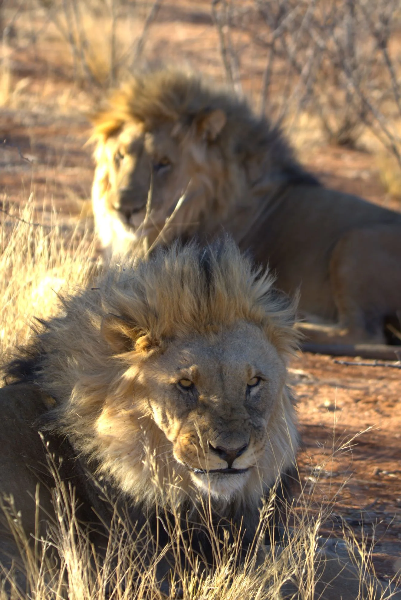 Two lion brothers resting in dry Kalahari grass at sunrise, both gazing directly at the camera