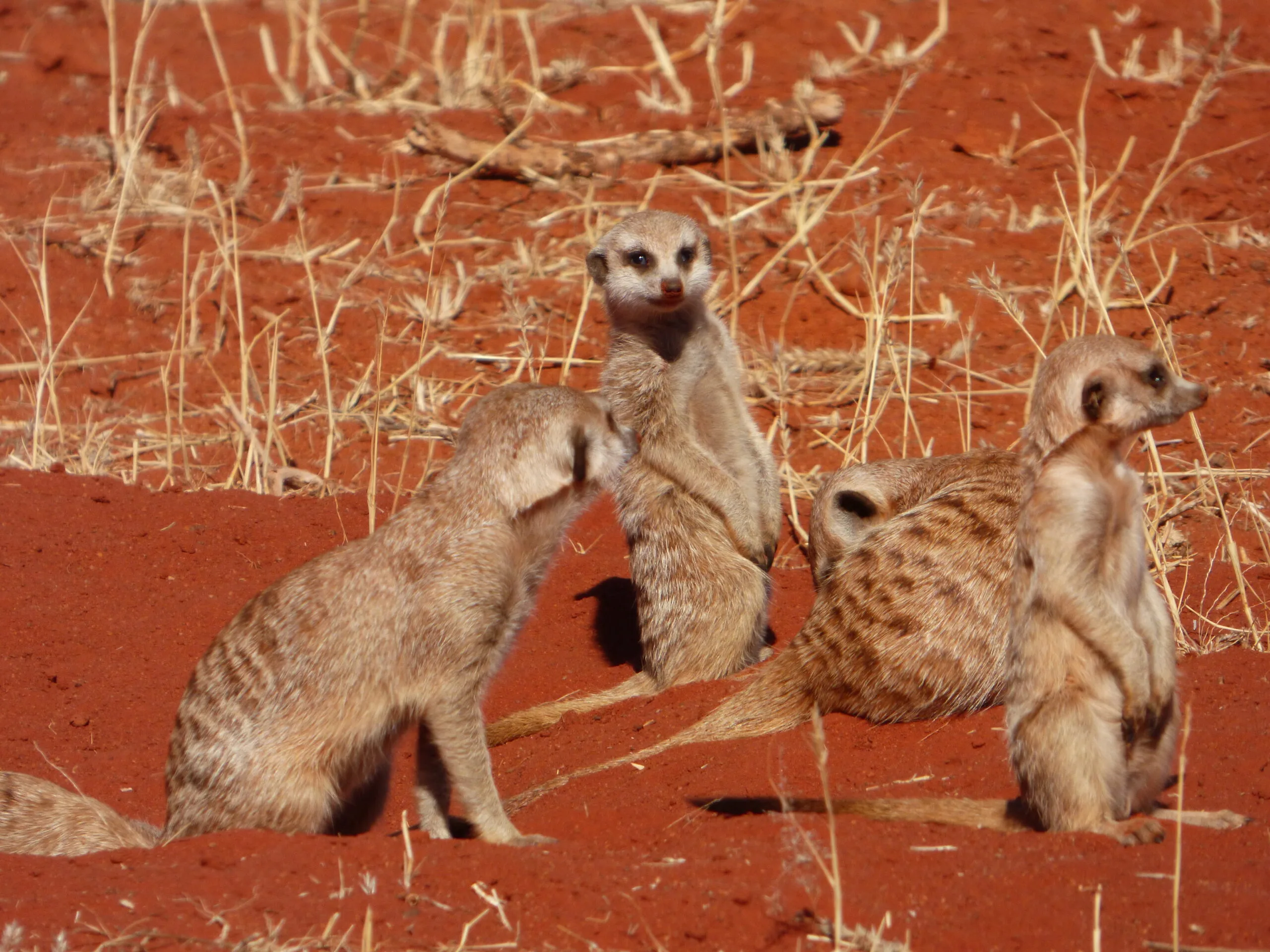 Four Kalahari suricates standing upright on red sand, keeping watch