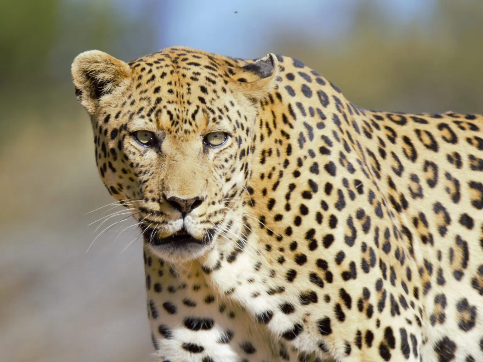 Leopard staring directly at the camera from the African bush