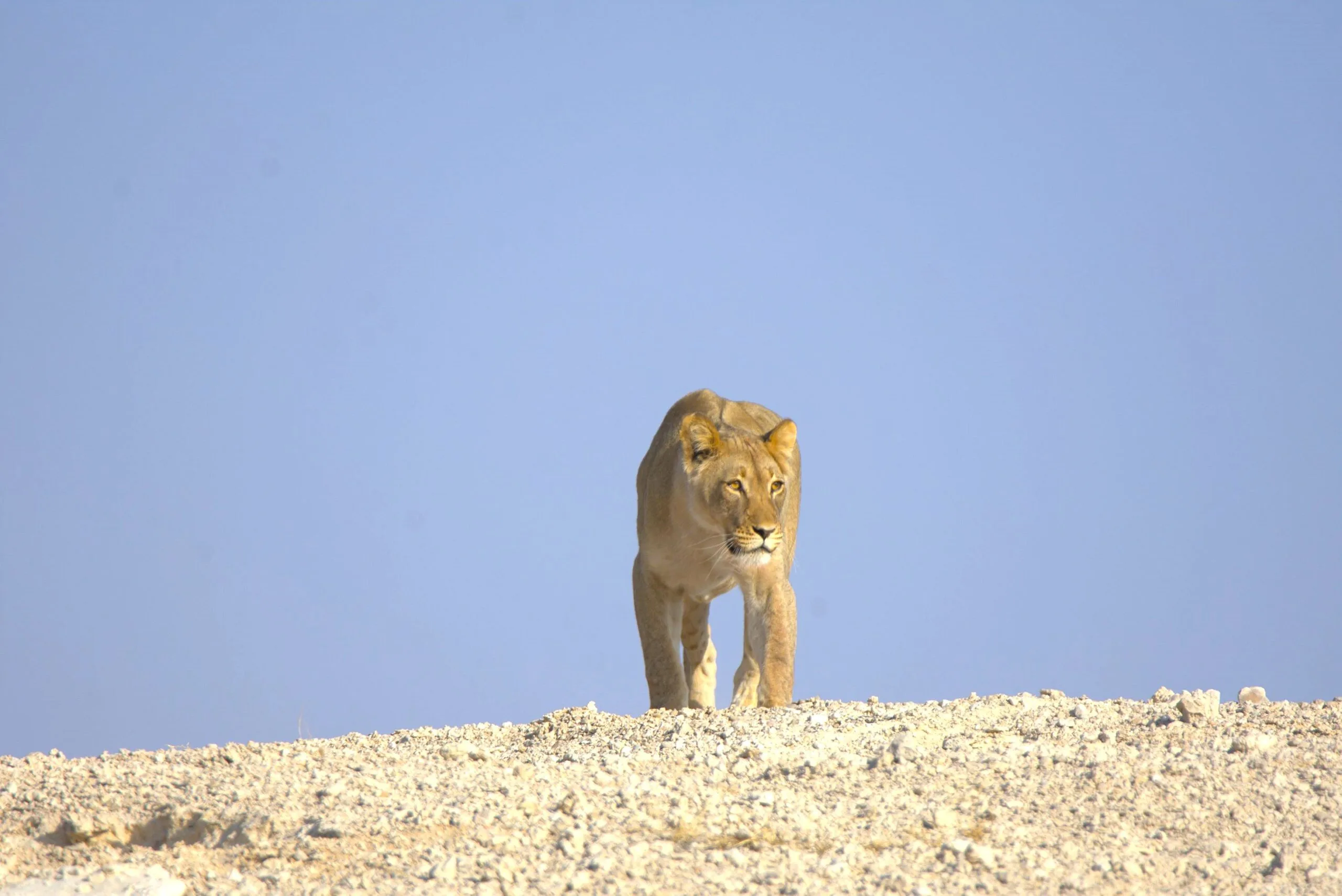 Lions of Namibia