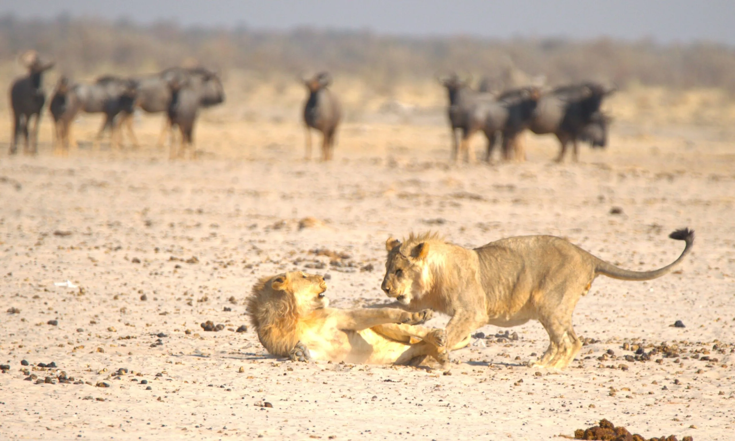 Young lions playing on the African plain, buffalo herd blurred in the background