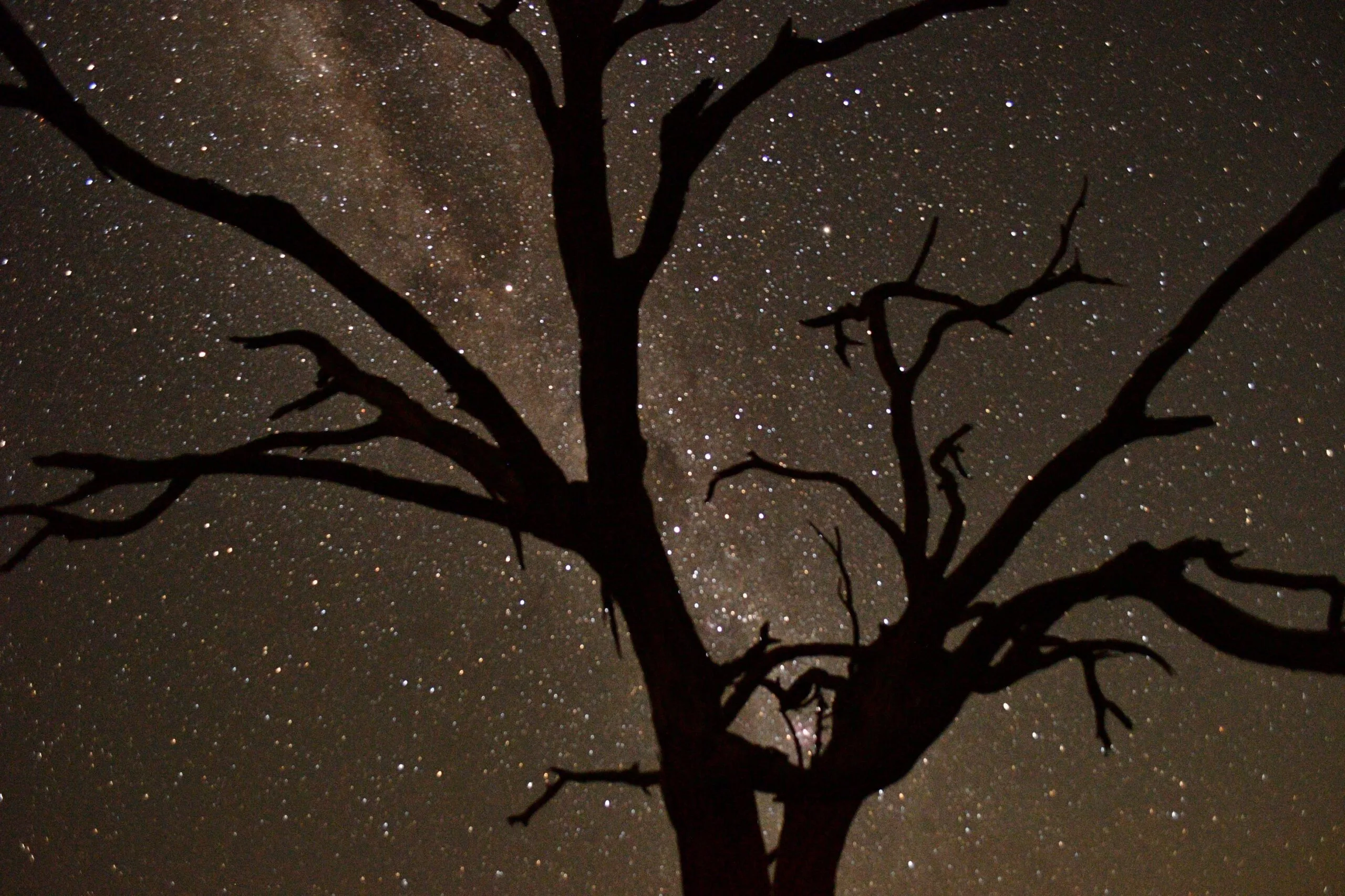 The Milky Way arching across the night sky, framed by the silhouetted branches of a dead tree