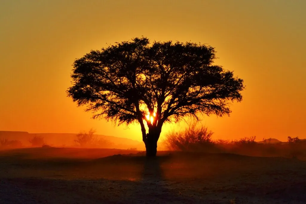 Lone acacia tree silhouetted at dawn in Namibia