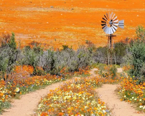 Two worn footpaths bordered by orange and yellow Namaqualand wildflowers and trees, with a metal windmill standing between them
