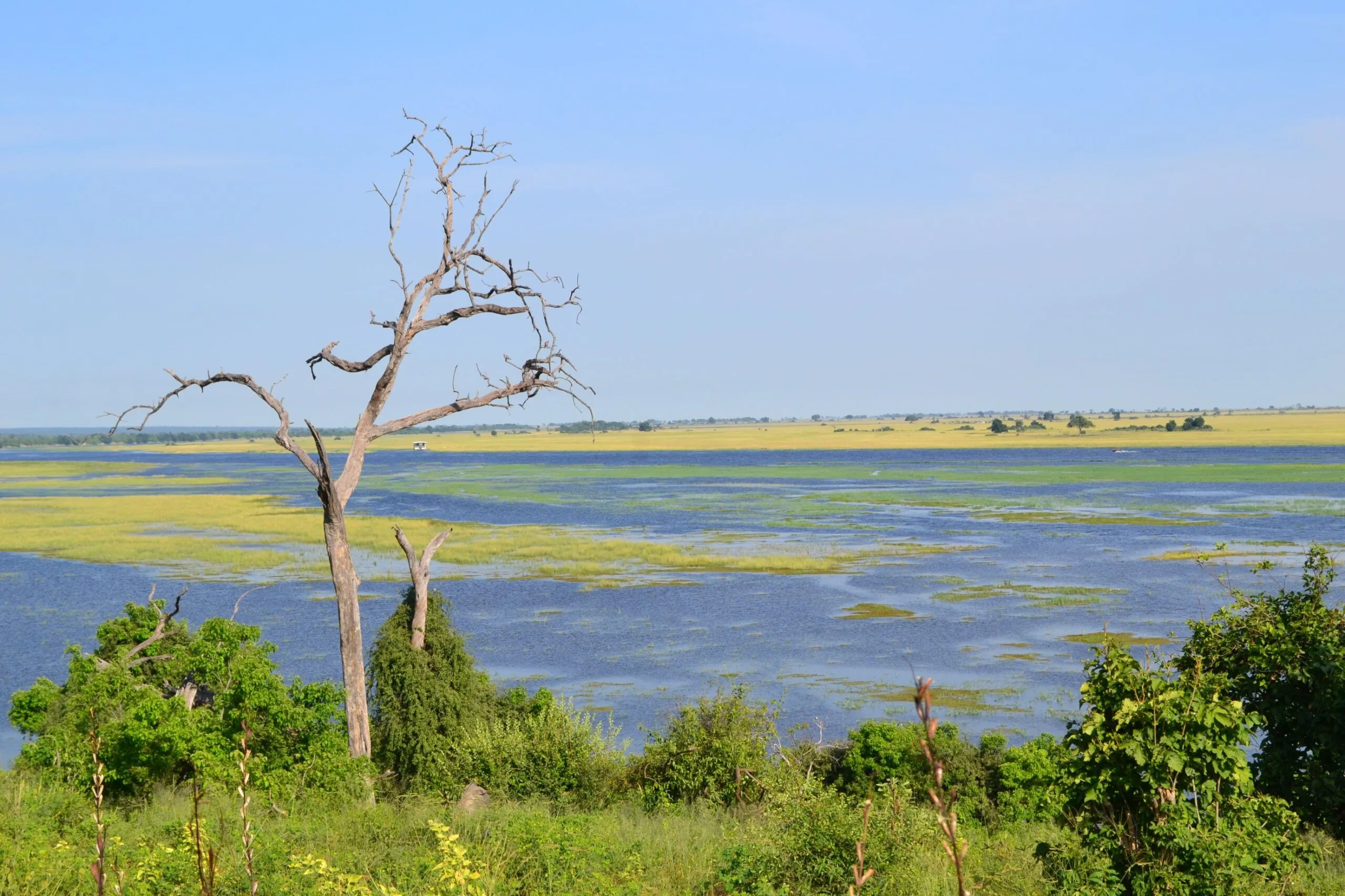 View from higher ground looking out over a vast seasonally flooded plain in the Okavango Delta, treetops visible in the foreground against the open sky