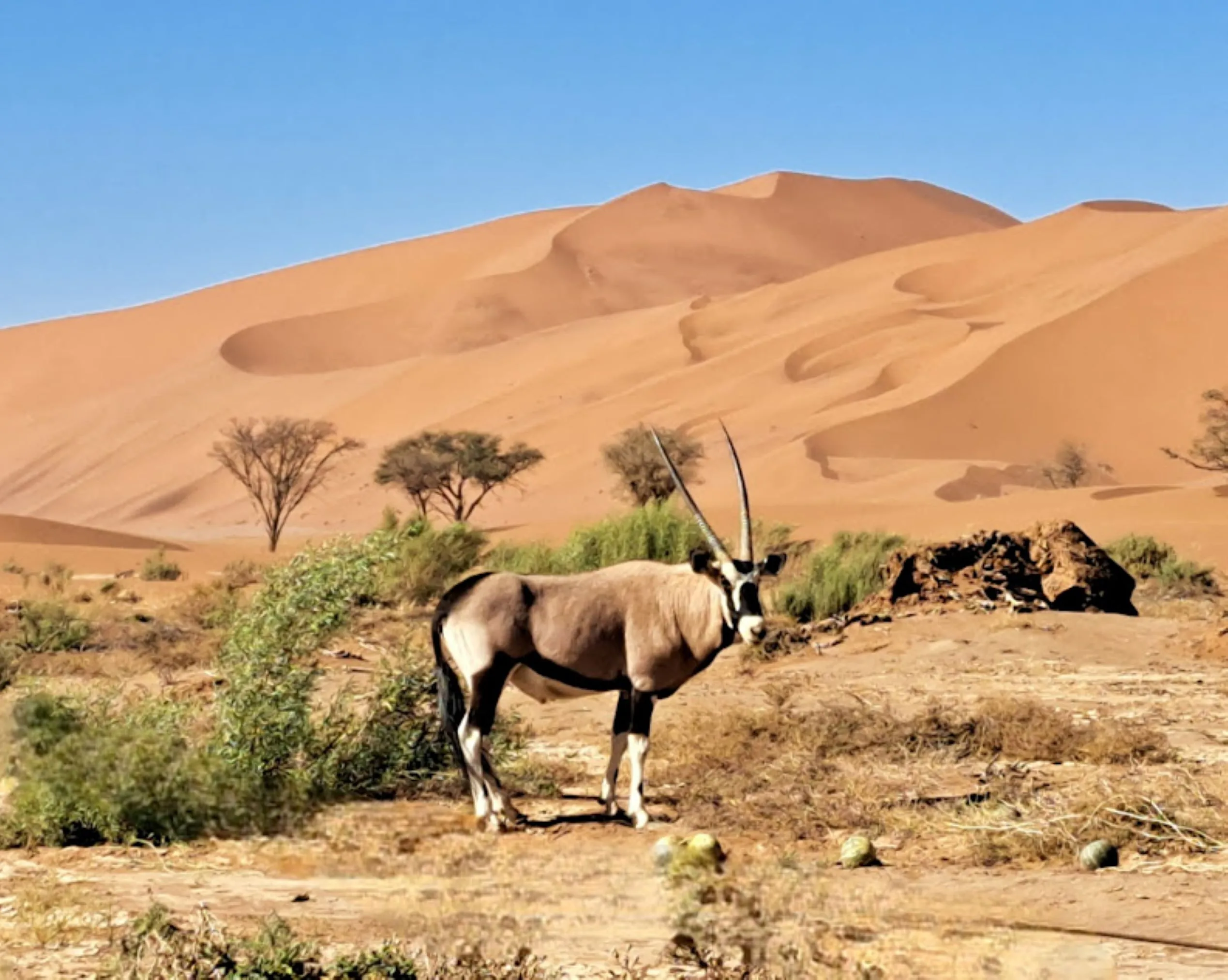 Oryx grazing on wild desert melons among red dunes under a vivid blue sky