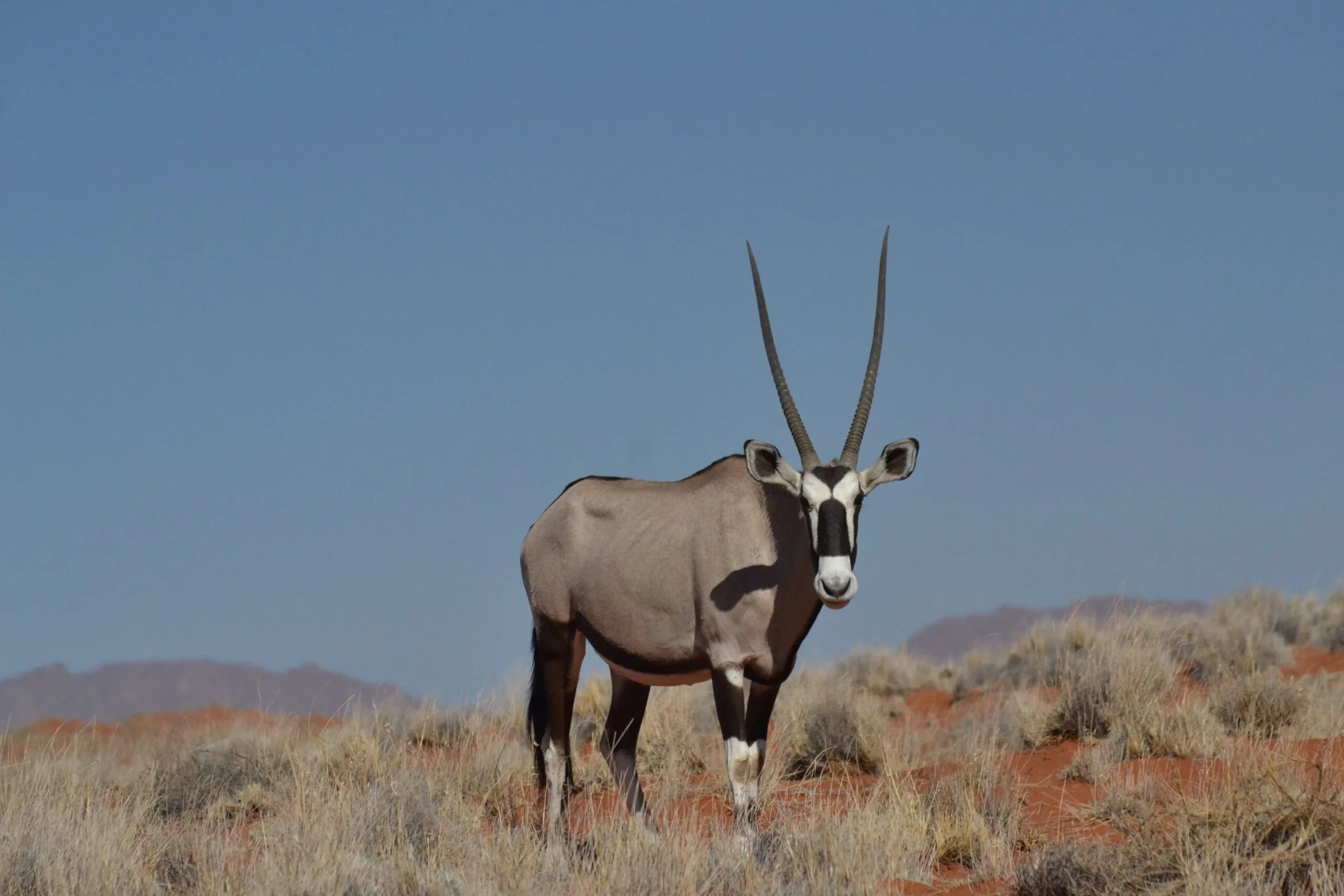 The Oryx — Namibia's National Animal