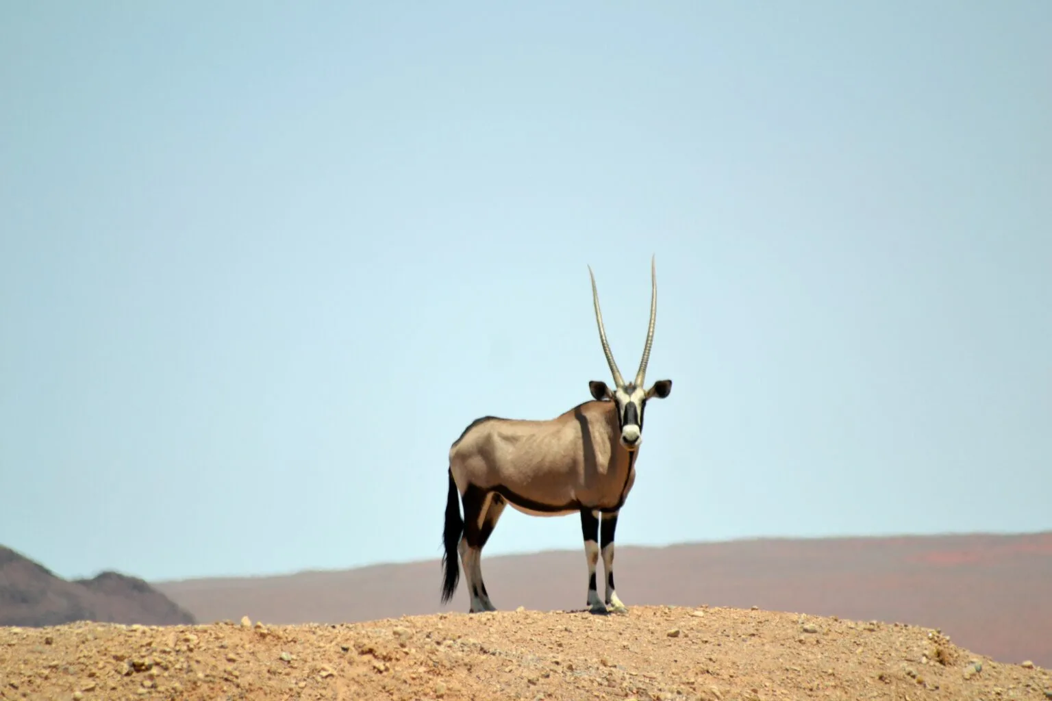 Oryx standing alert on the Namibian red soil plains, horns silhouetted against clear sky